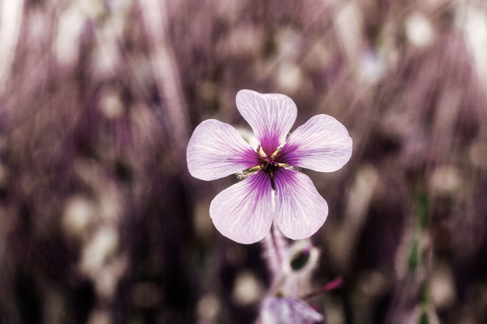 Canon EOS 7D sample photo. Cranesbill, geranium, blossom photography