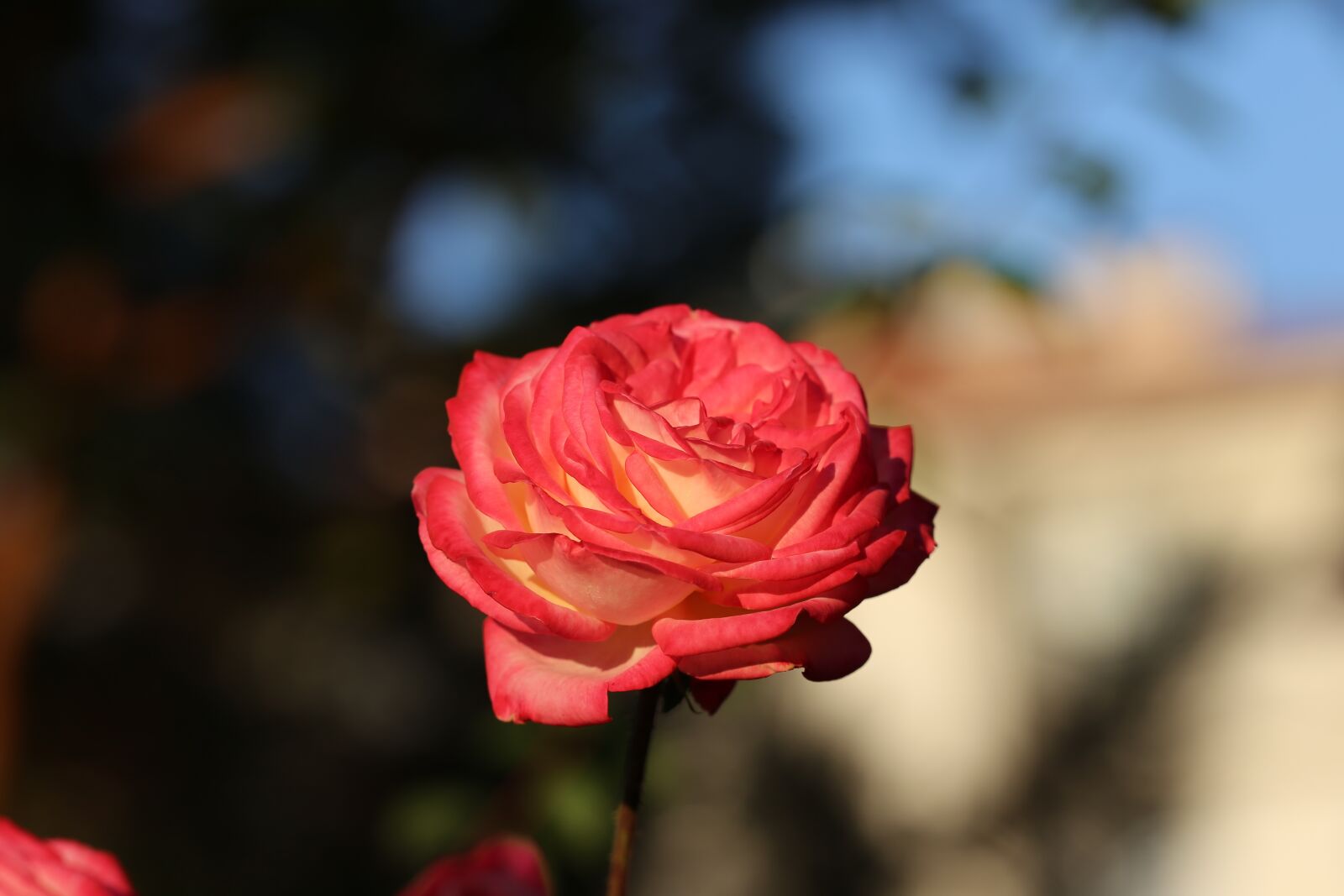 Canon EOS 6D sample photo. Rose, pink, flower photography