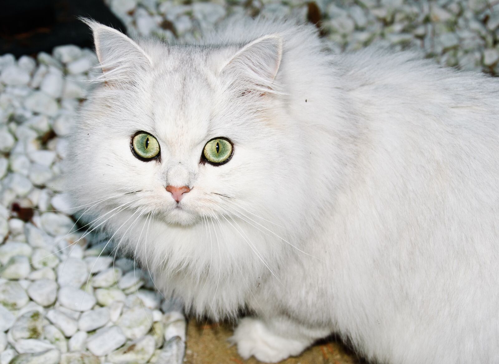 Nikon D60 sample photo. Cat, leipzig, white photography