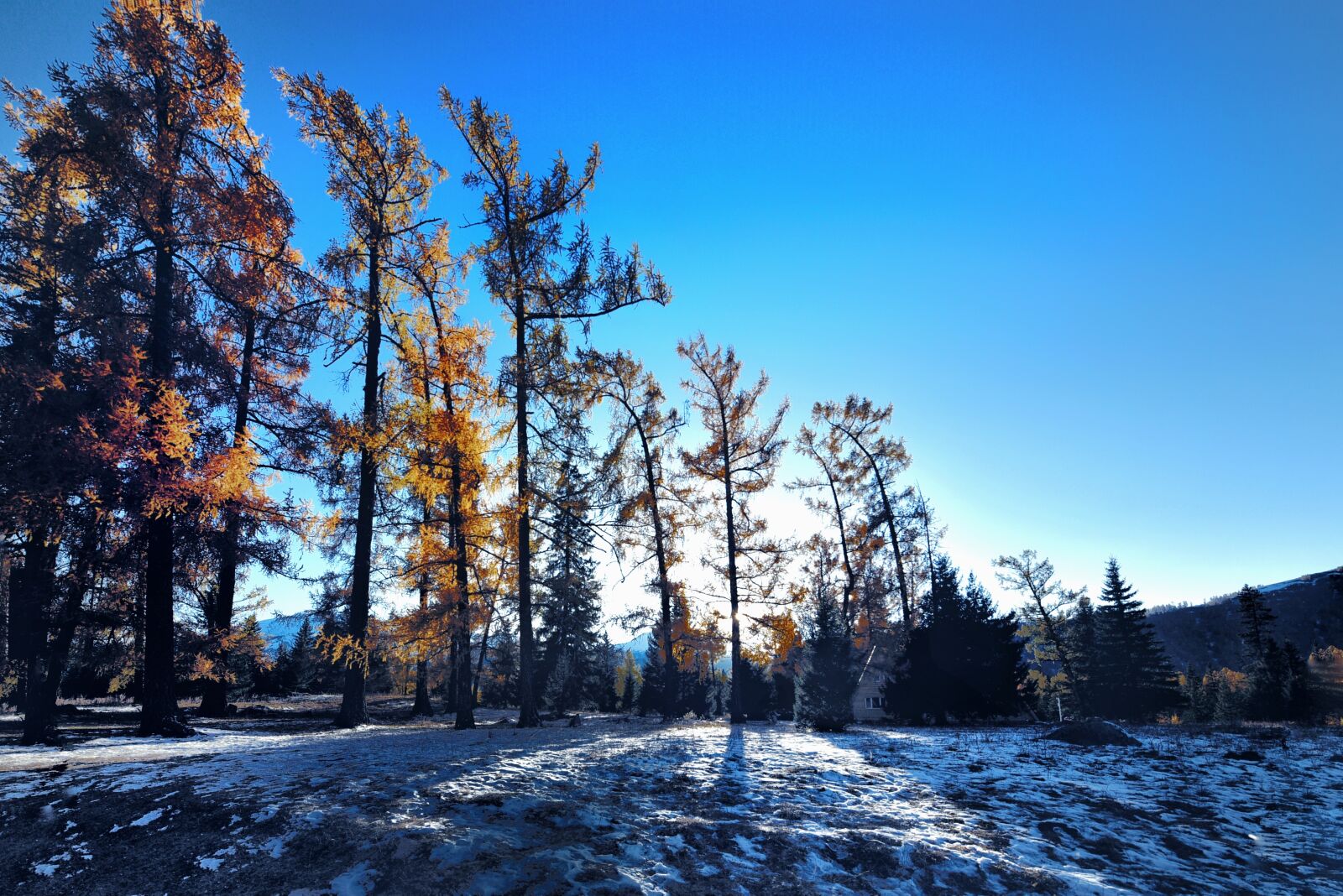 Nikon D810 sample photo. Winter, trees, blue sky photography