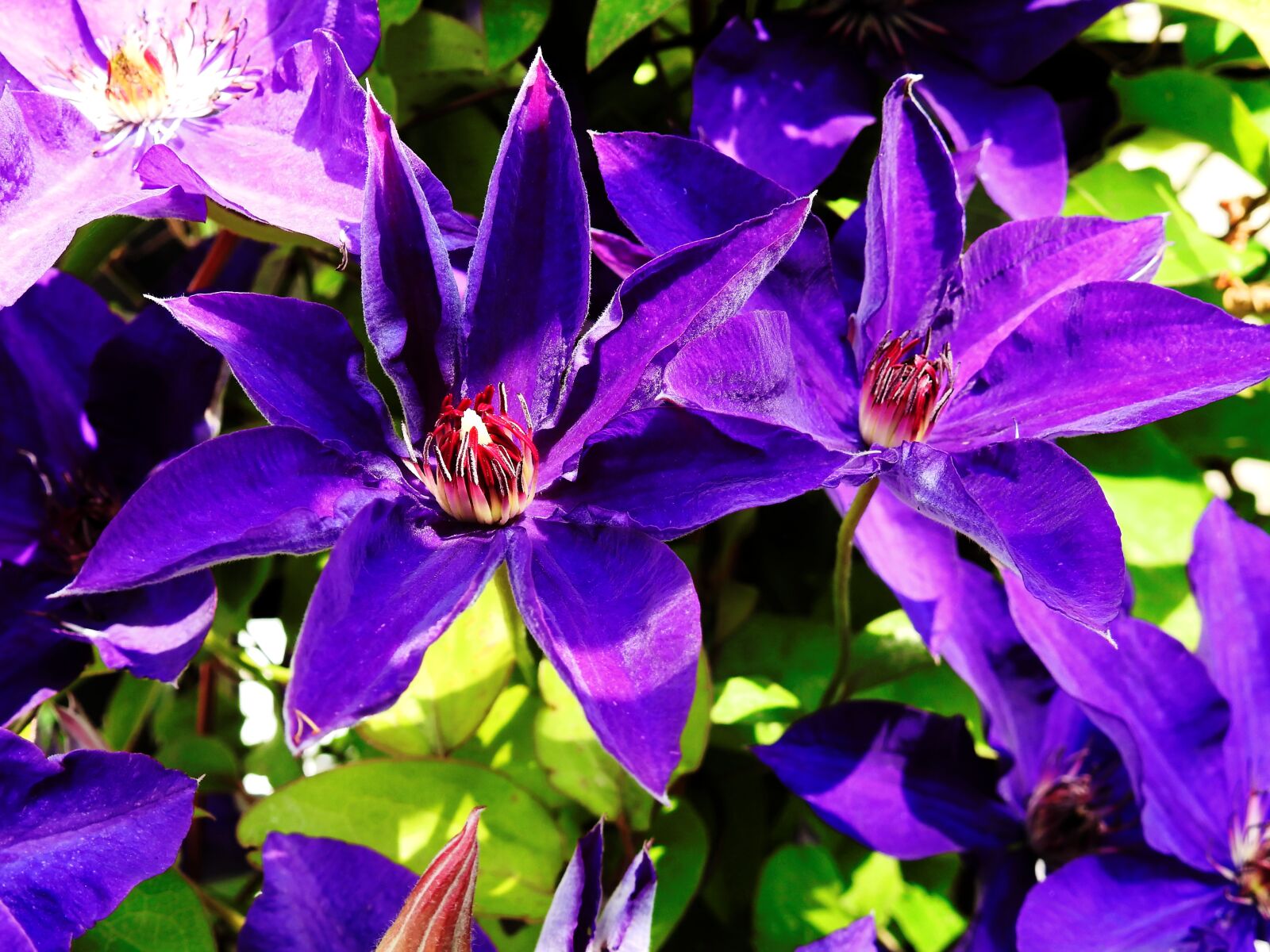 Nikon Coolpix P900 sample photo. Clematis, flower, blossom photography
