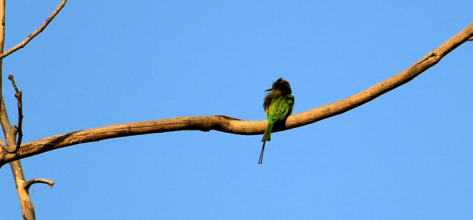 Canon EOS 700D (EOS Rebel T5i / EOS Kiss X7i) sample photo. Bird, wildlife, photography photography