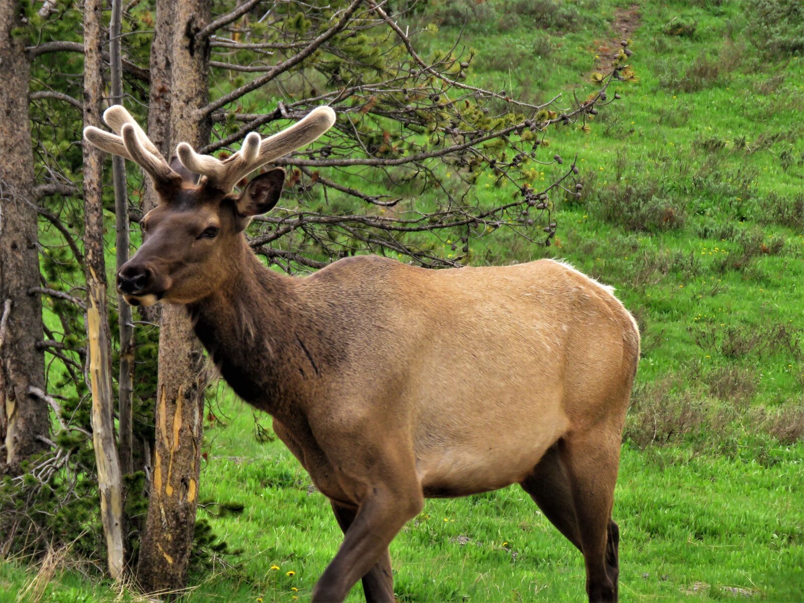 Canon PowerShot SX60 HS sample photo. Elk, brown, male photography