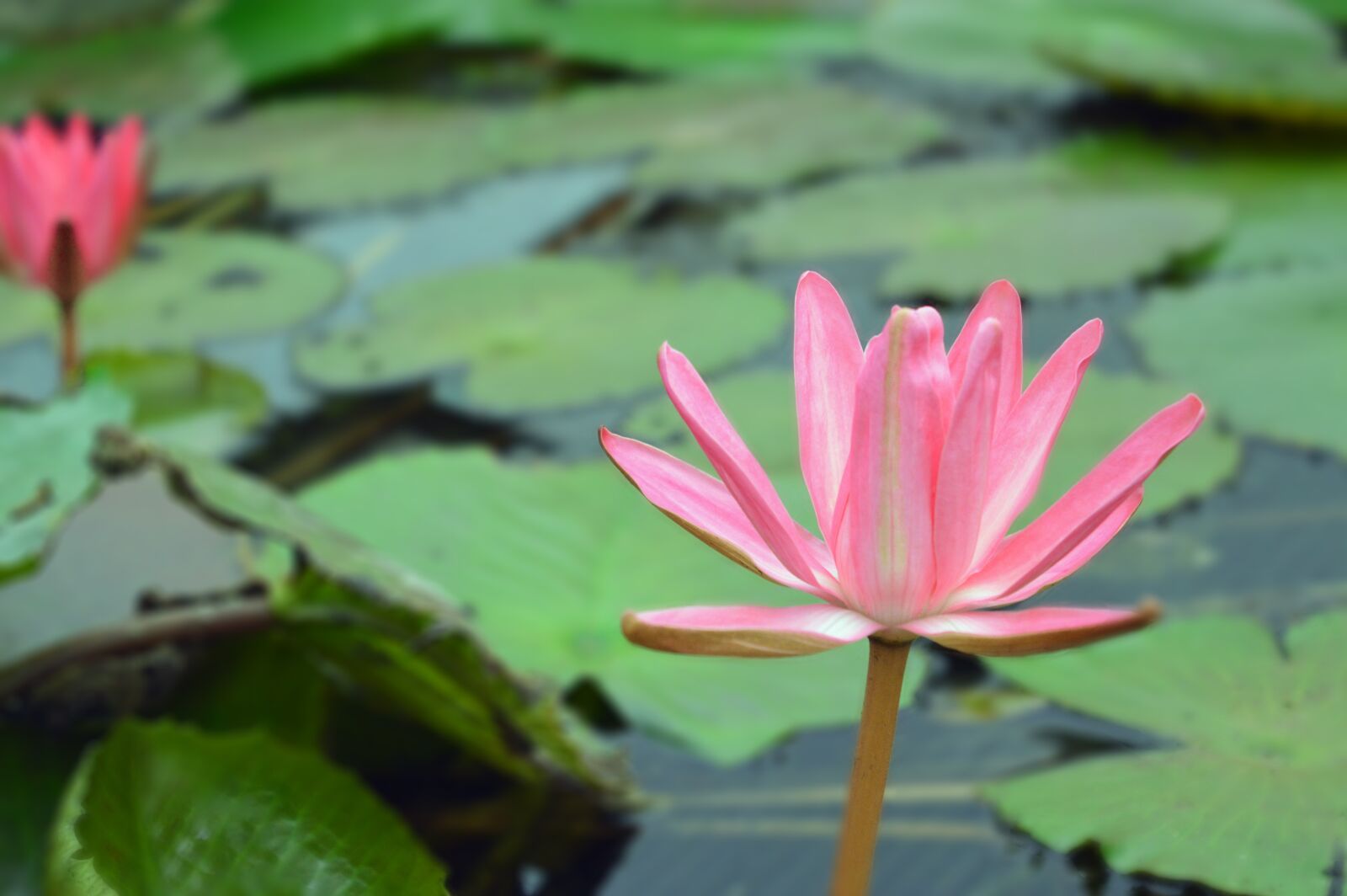 Nikon D3200 sample photo. Flower, garden, botanical photography