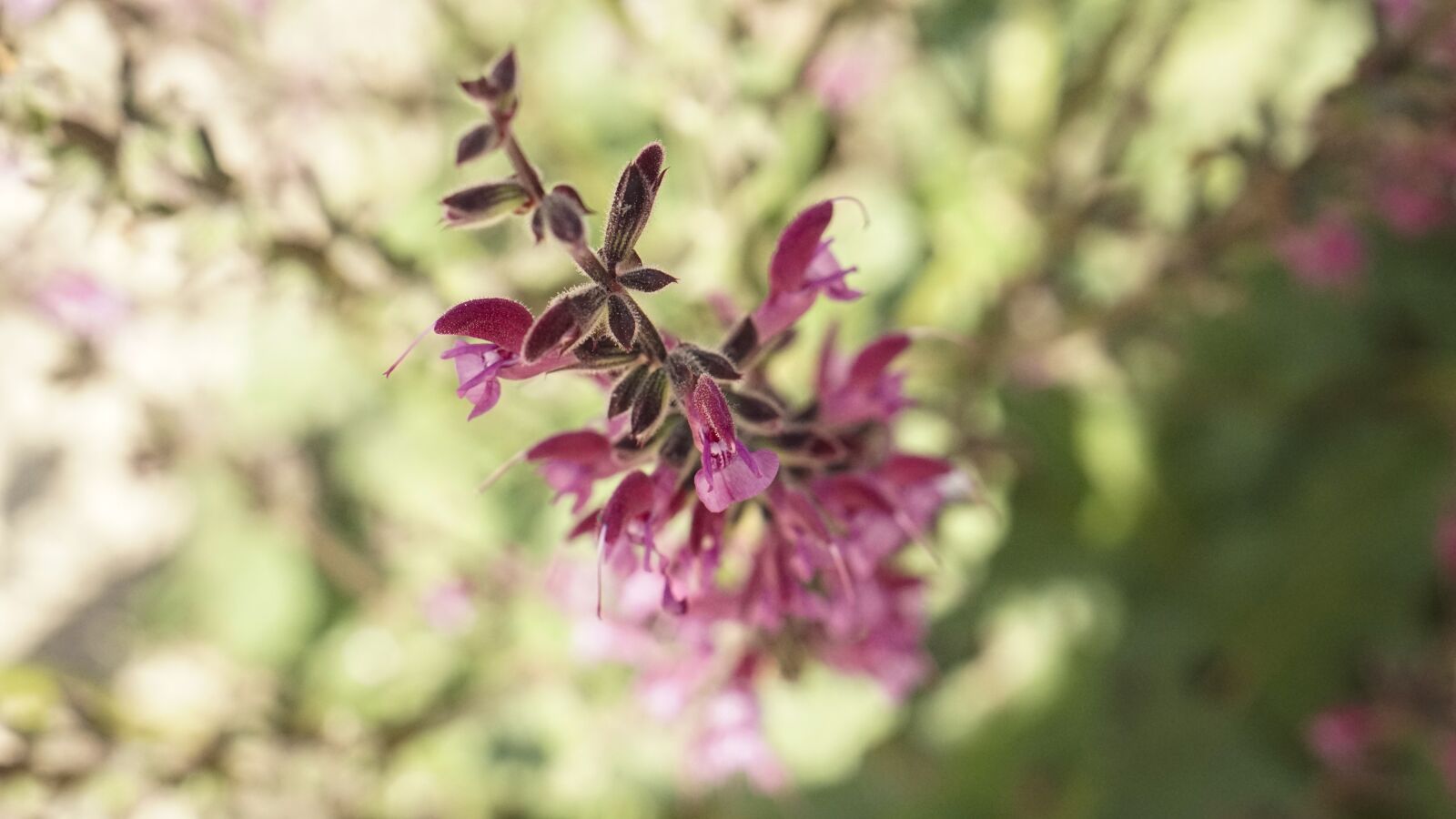 E 50mm F1.8 OSS sample photo. Flowers, outdoors, meadow photography