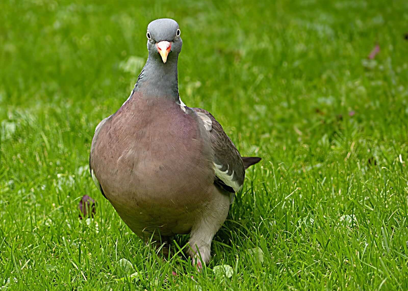 Panasonic Lumix DMC-FZ200 sample photo. Wild pigeon, doves and photography