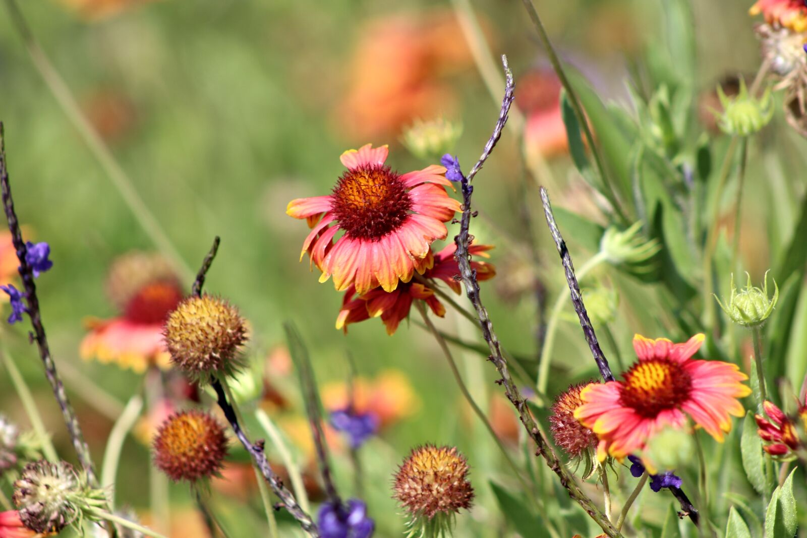 Canon EF 75-300mm f/4-5.6 sample photo. Wild flowers, spring, nature photography