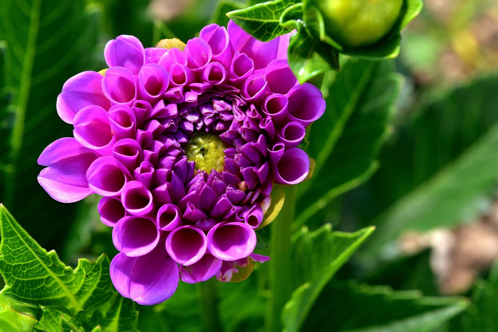 Nikon D7200 sample photo. Dahlia, dahlias, asteraceae photography