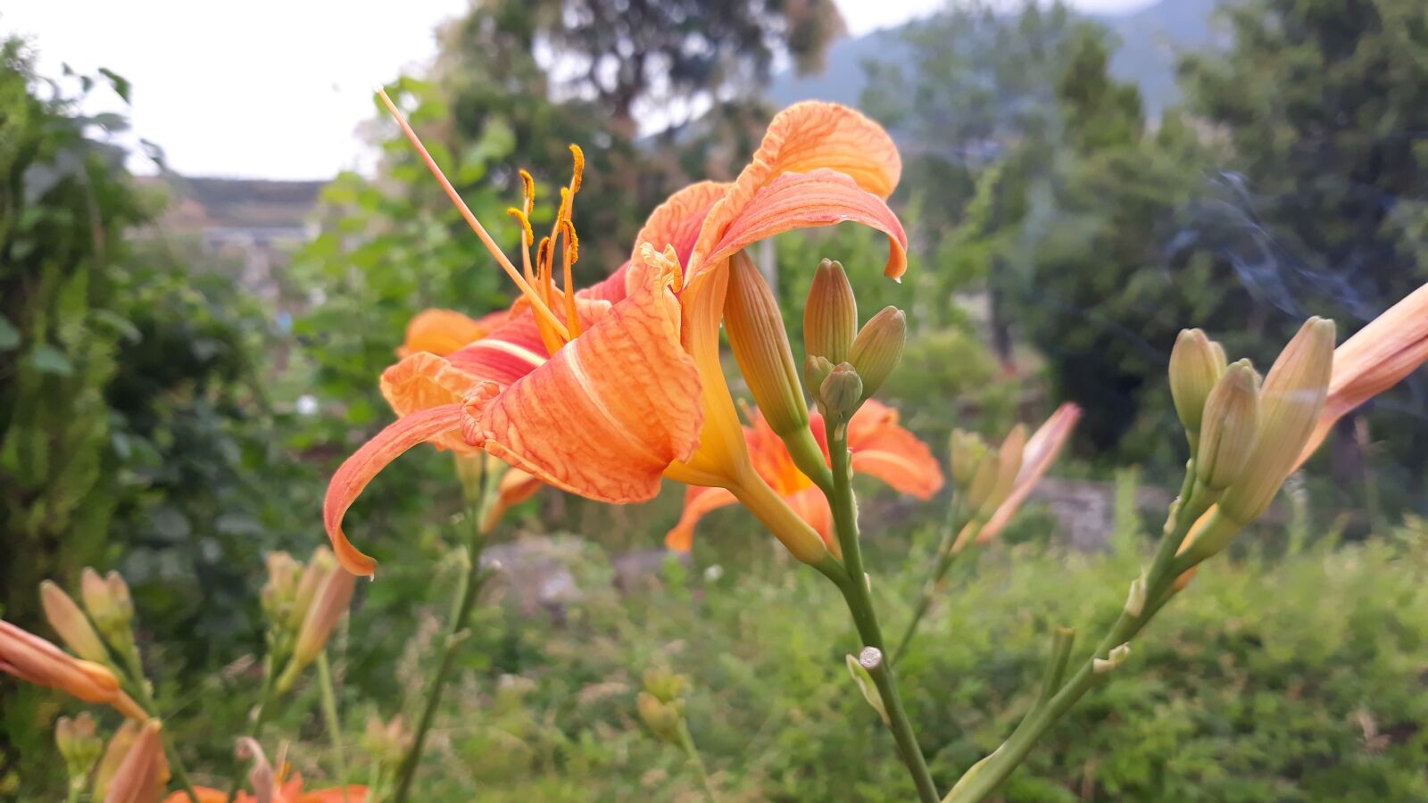 Samsung Galaxy J5 sample photo. Flowers, rain, albania photography