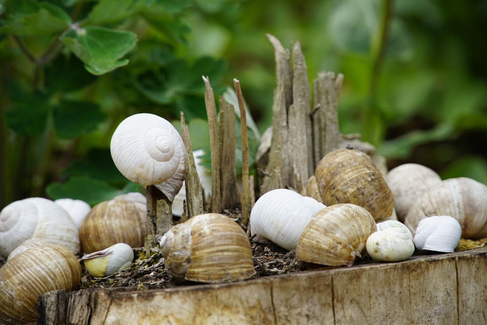 Sony a7R II + Sony E PZ 18-105mm F4 G OSS sample photo. Snail, cemetery, shell photography
