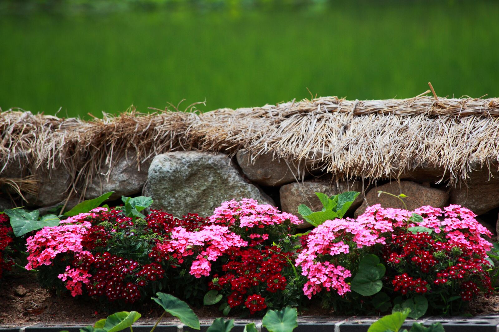 Canon EOS 5D Mark II sample photo. Nature, flowers, plants photography