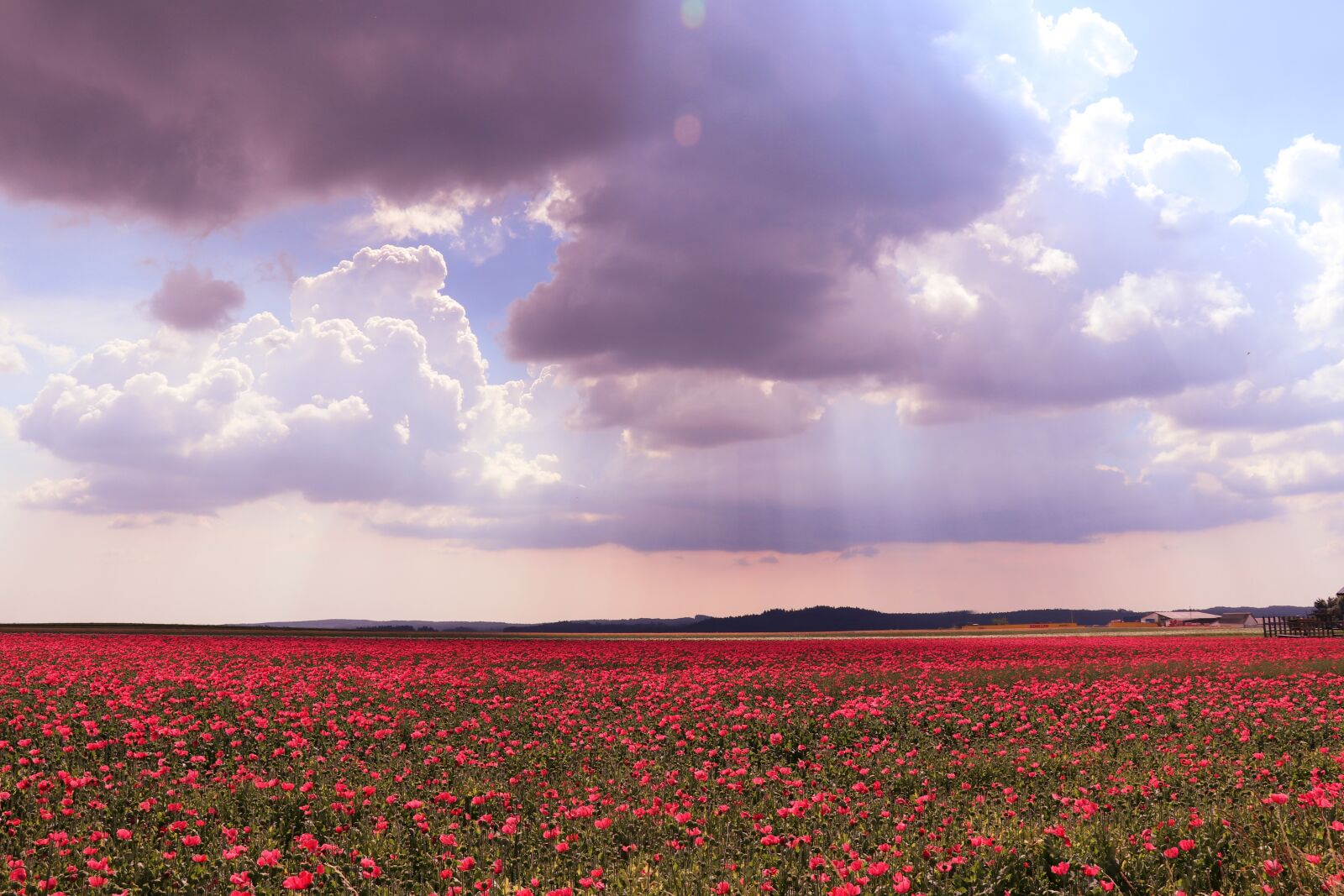 Canon EOS 80D sample photo. Flowers, field, clouds photography