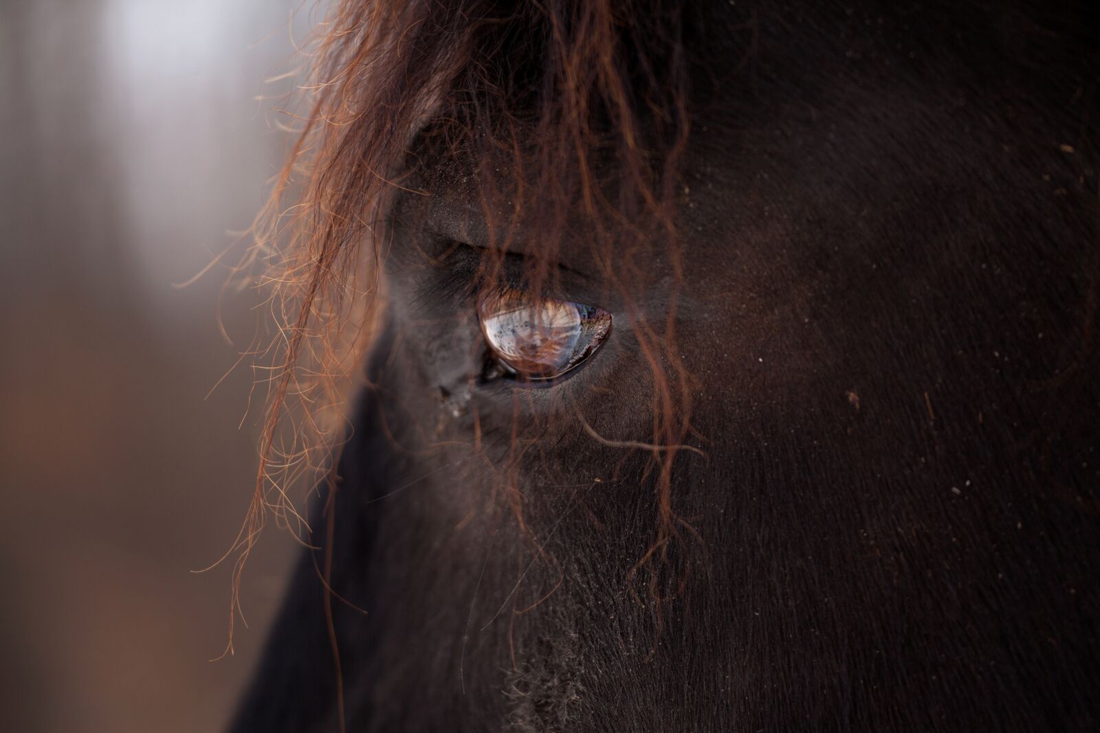 Canon EOS 5D Mark II sample photo. Horse, equine, animal photography