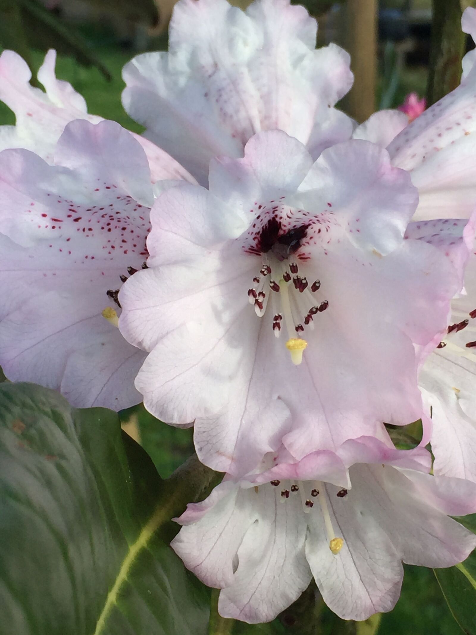 Apple iPhone 6 sample photo. Rhododendron, white flowers, ever photography