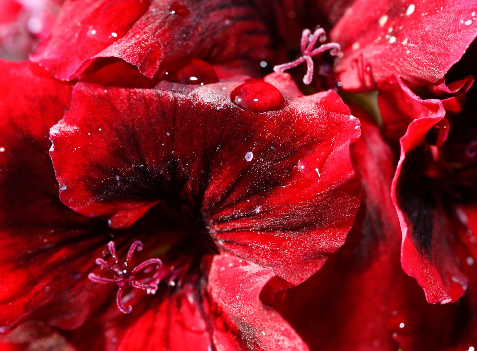 Canon EF 100mm F2.8L Macro IS USM sample photo. Flower, blossom, bloom photography