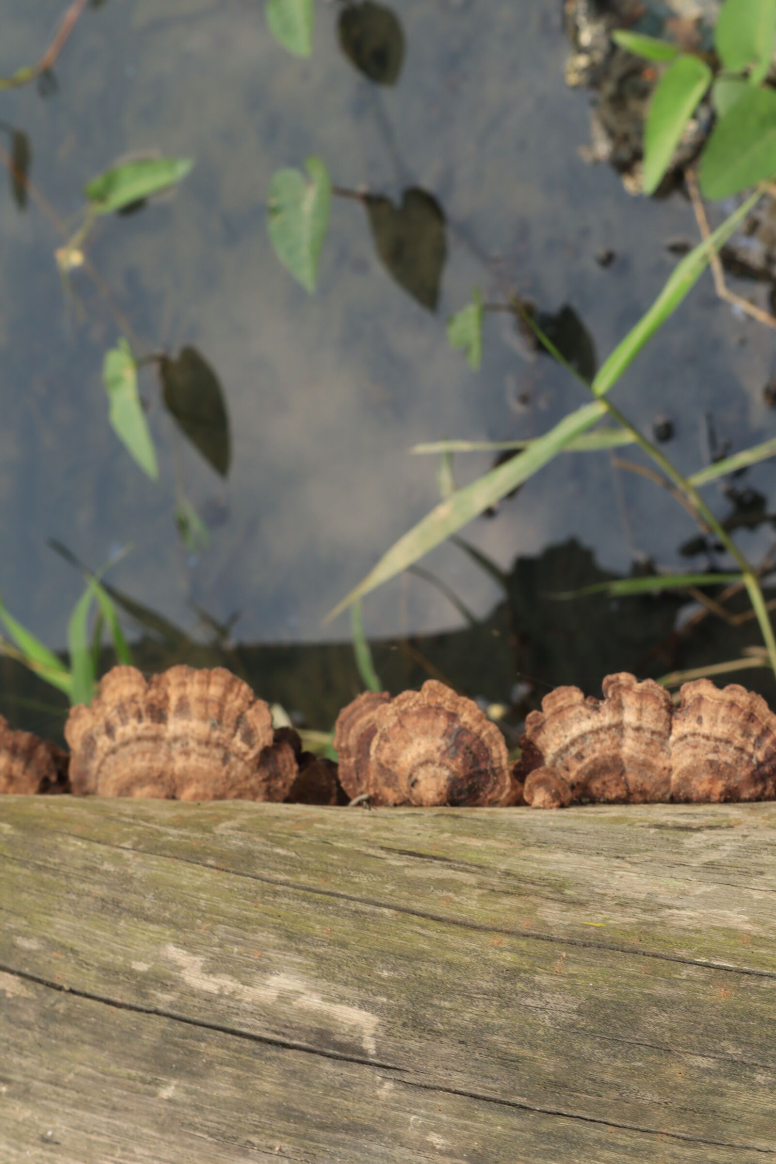 Canon EF-M 15-45mm F3.5-6.3 IS STM sample photo. Mushrooms, wood, ao photography