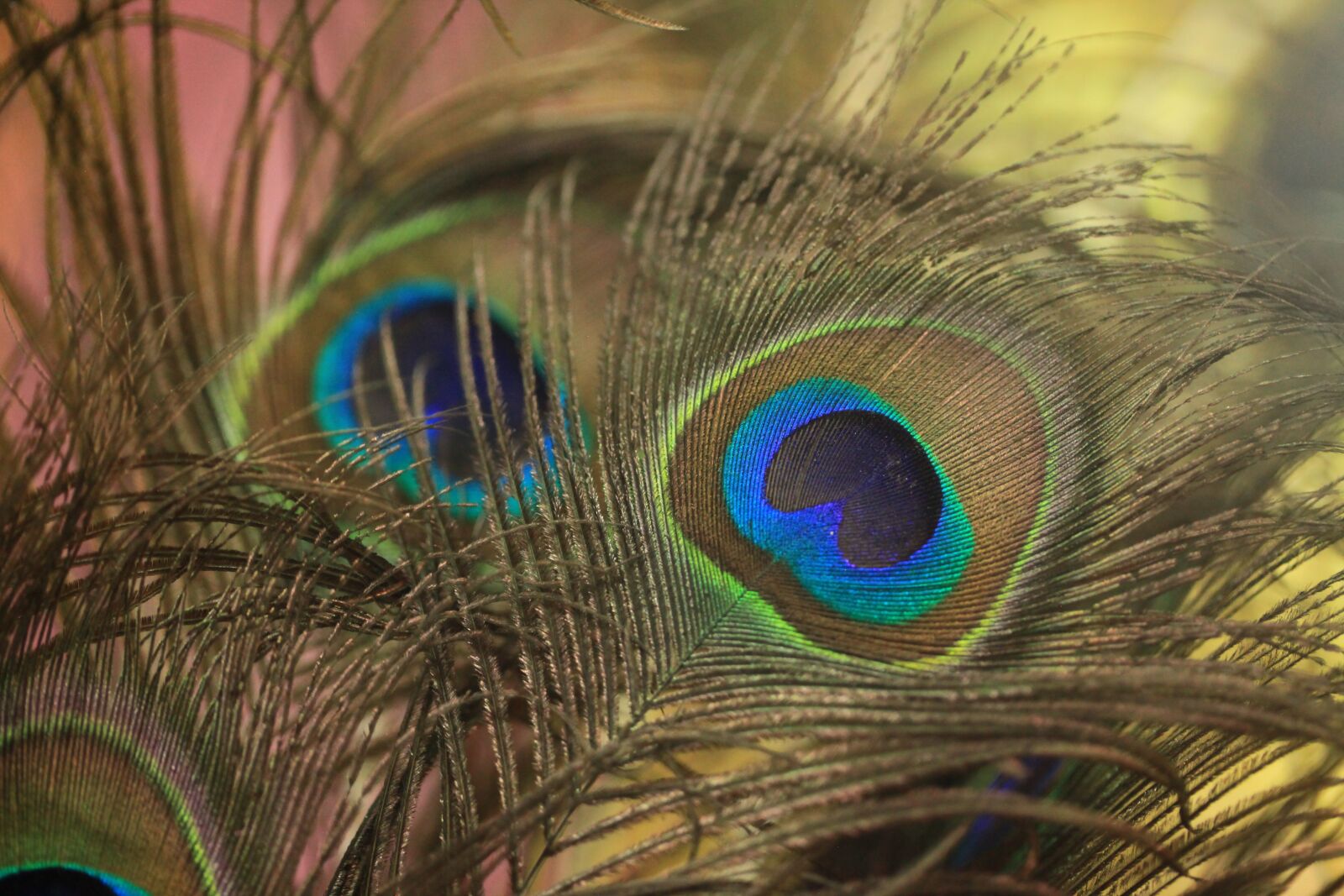 Canon EOS 5D Mark II sample photo. Feather, peacock, bird photography