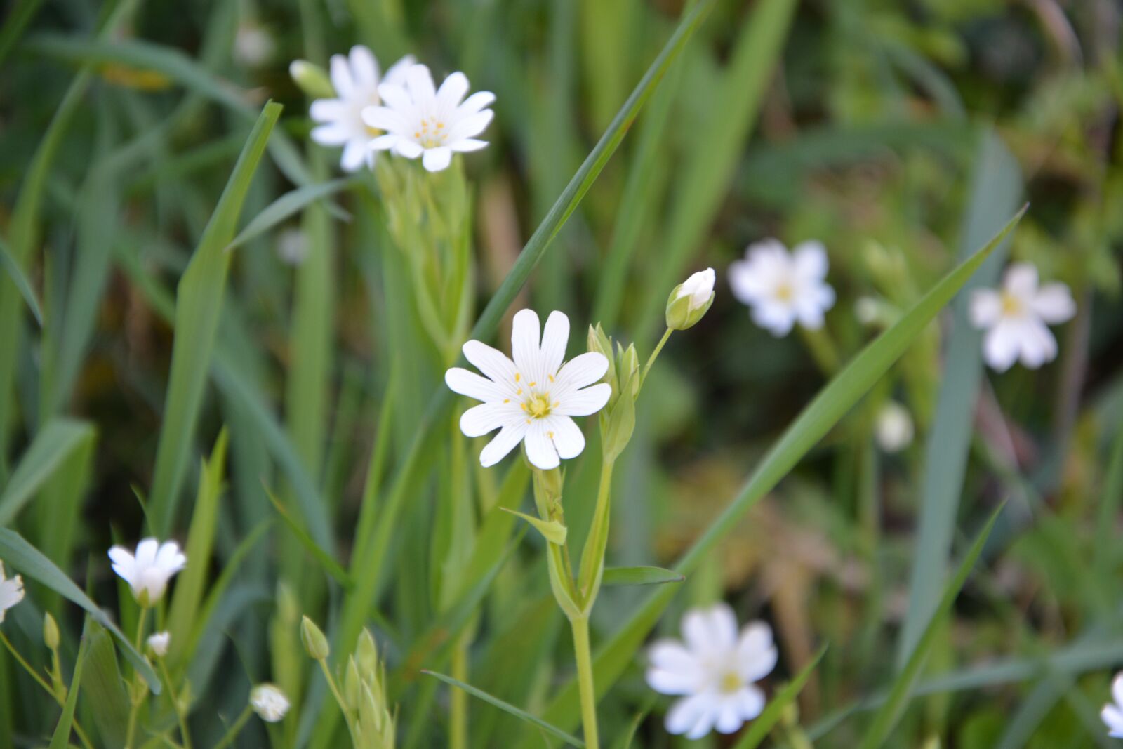 Nikon D5200 sample photo. White flowers, green foliage photography