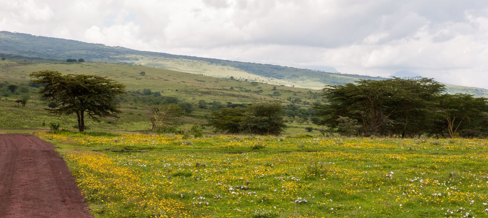 Canon EOS 20D sample photo. Flowers, grass, ngorongoro conservation photography