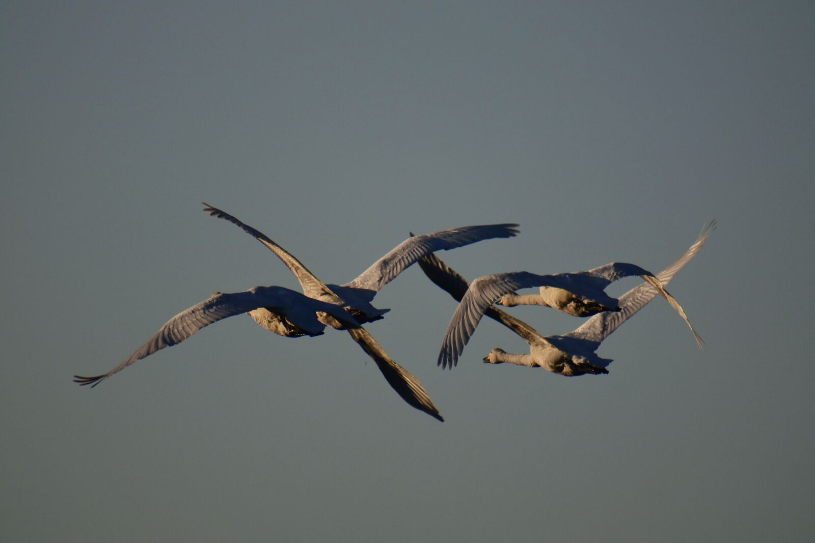 VR 70-300mm f/4.5-6.3G sample photo. Animal, sky, morning photography