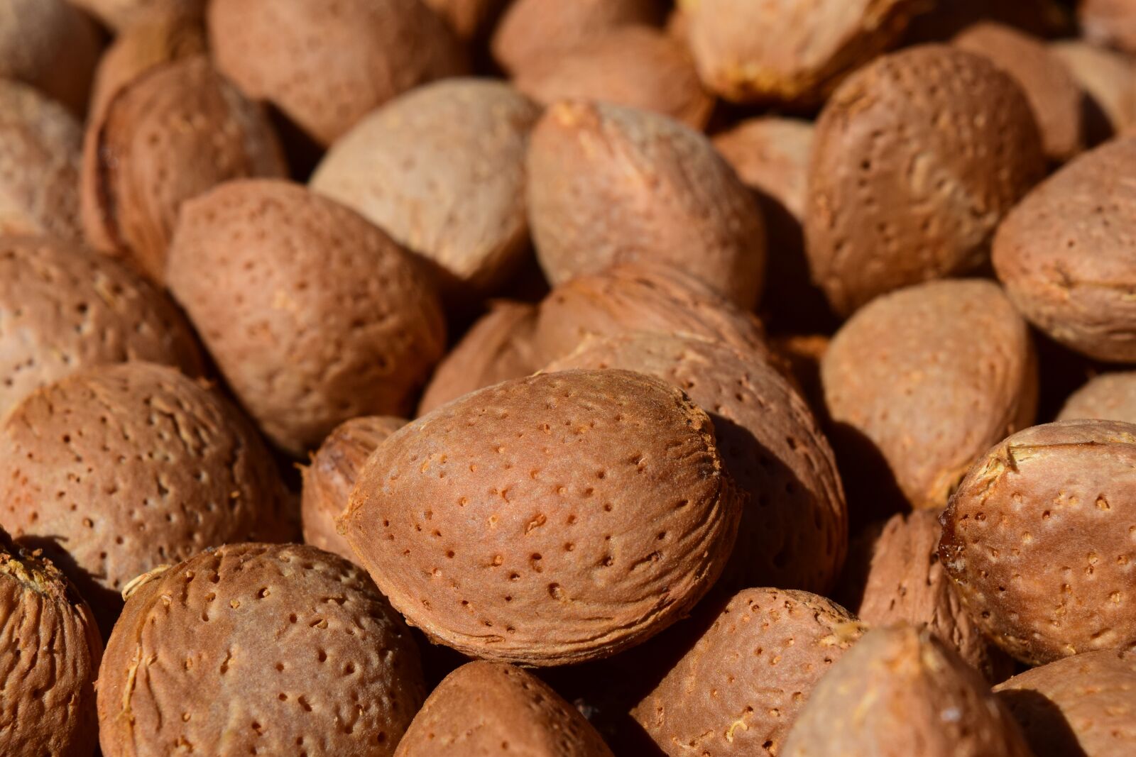 Nikon D3300 sample photo. Almonds, background, fresh photography