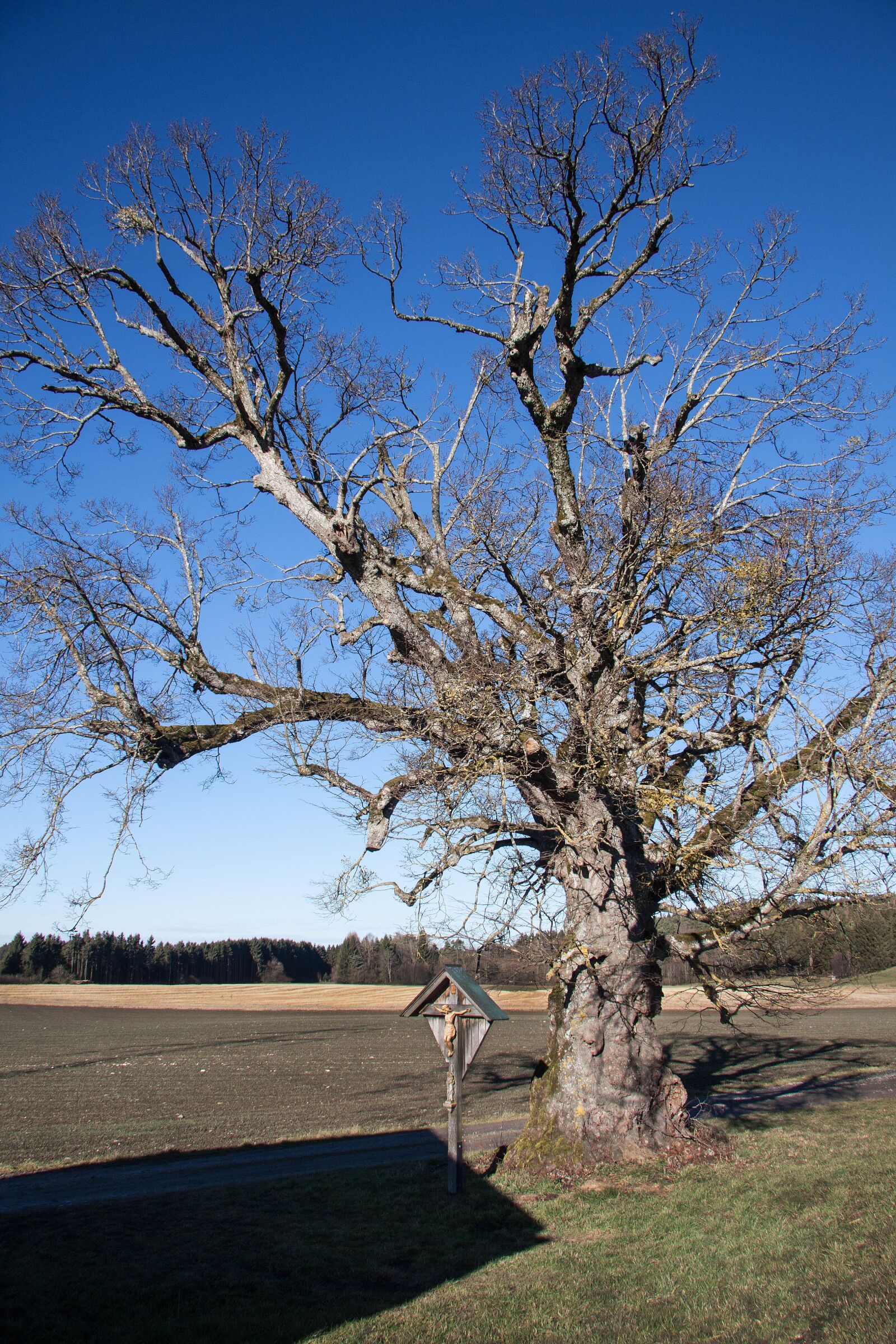 Canon EOS 50D sample photo. Linde, old, forest photography