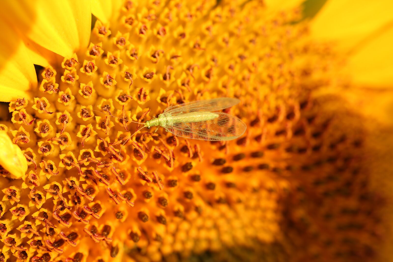 Canon EOS 550D (EOS Rebel T2i / EOS Kiss X4) sample photo. Sunflower, lacewing, insect photography