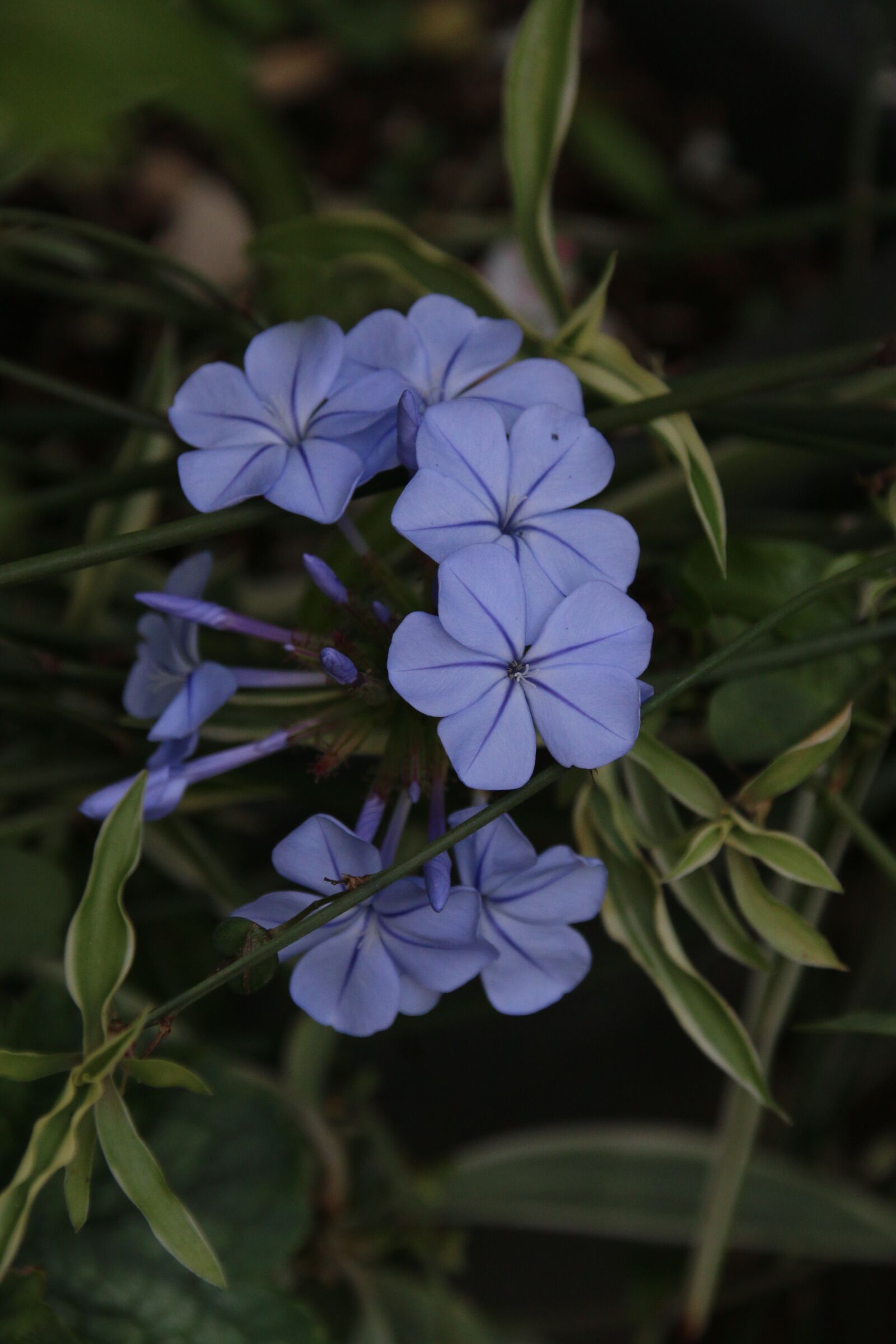 Canon EOS 70D sample photo. Plumbago, flower, blue flower photography