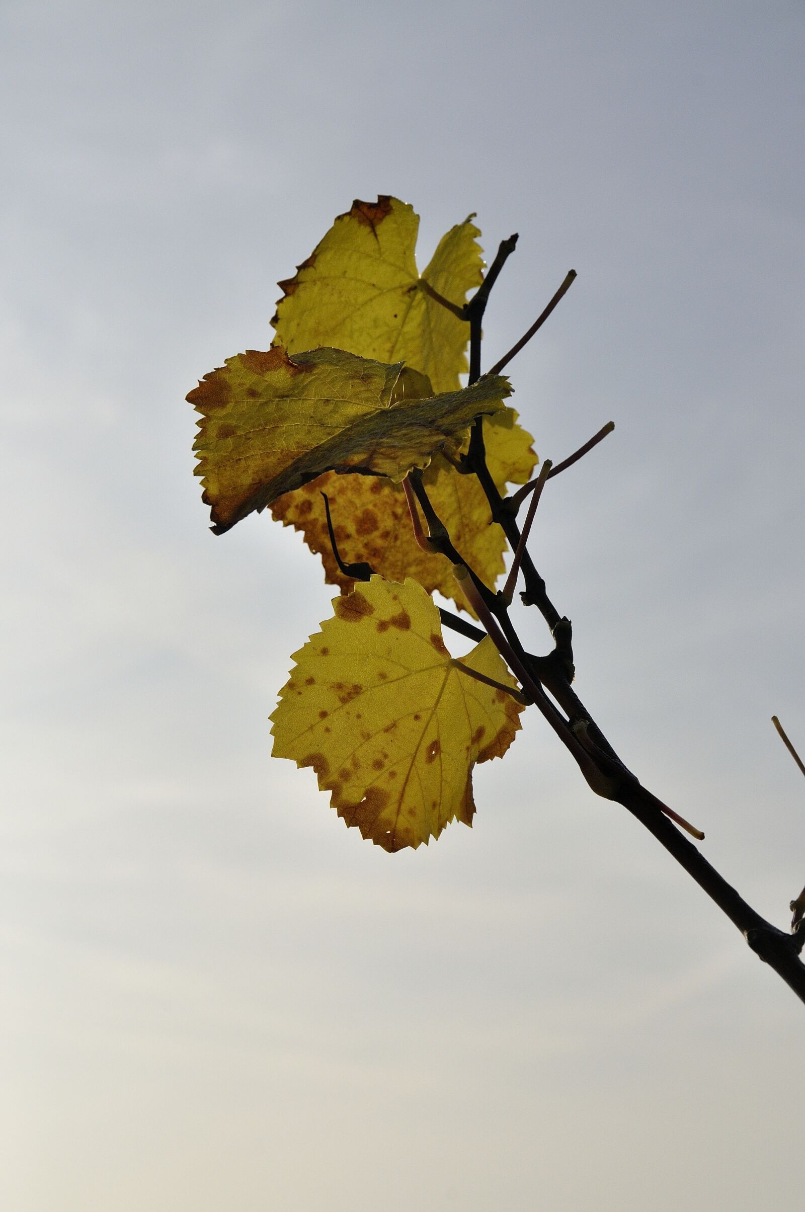 Nikon D90 sample photo. Vine, autumn, leaves photography