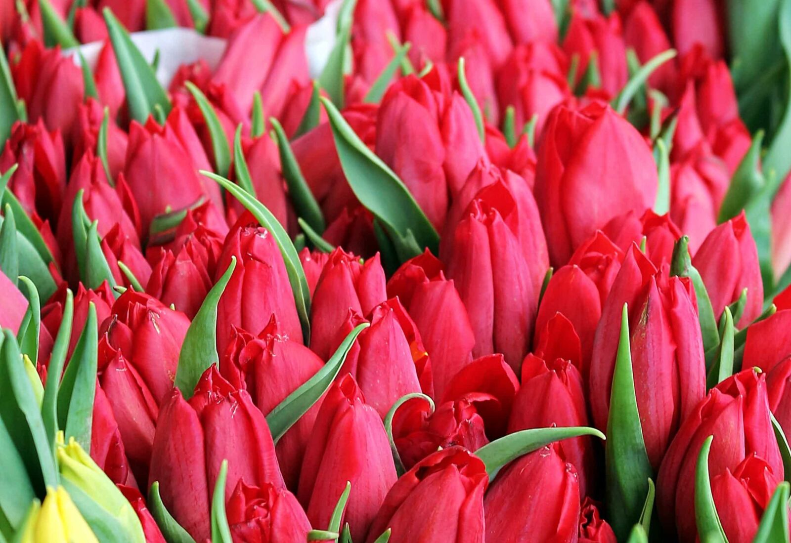 Canon EOS 550D (EOS Rebel T2i / EOS Kiss X4) sample photo. Red tulip, garden, flower photography