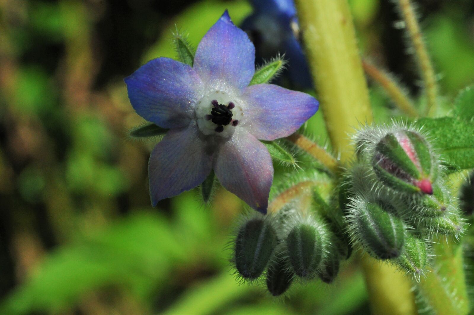 Nikon D5000 sample photo. Borage, flower, blue flower photography