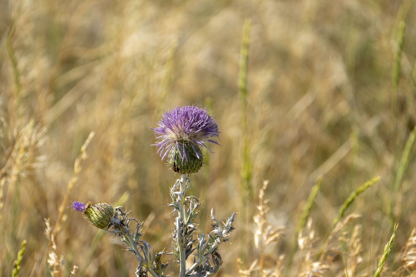Panasonic Lumix DMC-FZ1000 sample photo. Thistle, plant, nature photography