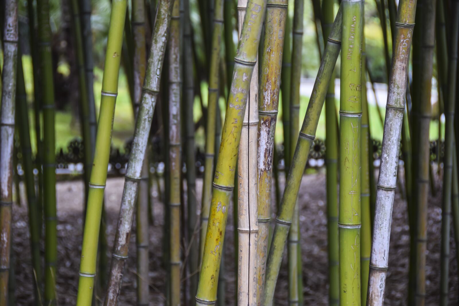 Nikon D5300 sample photo. Bamboo, trunk, tree photography