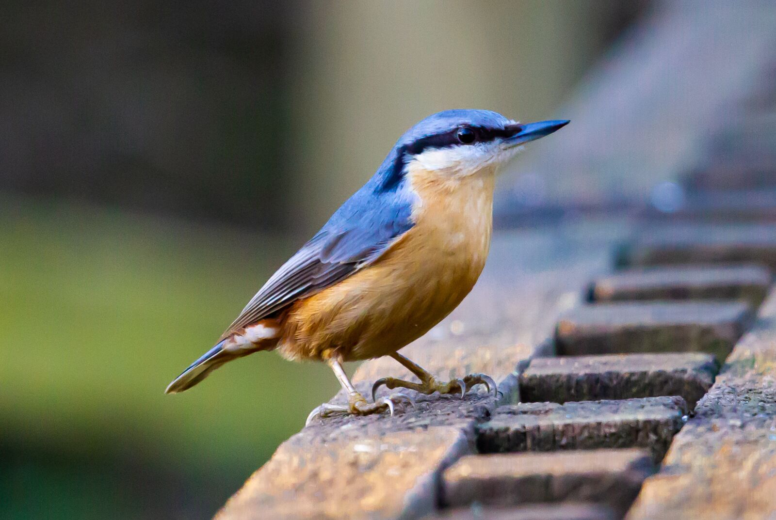 Canon EOS 600D (Rebel EOS T3i / EOS Kiss X5) + Canon EF 70-200mm F4L USM sample photo. Nuthatch, blue, orange photography