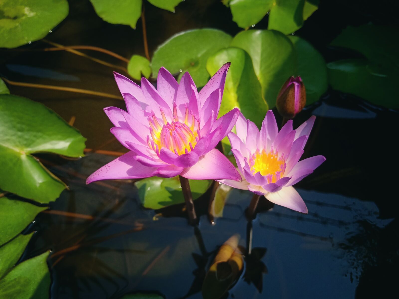 OPPO F9 sample photo. Flower, lotus, plant photography