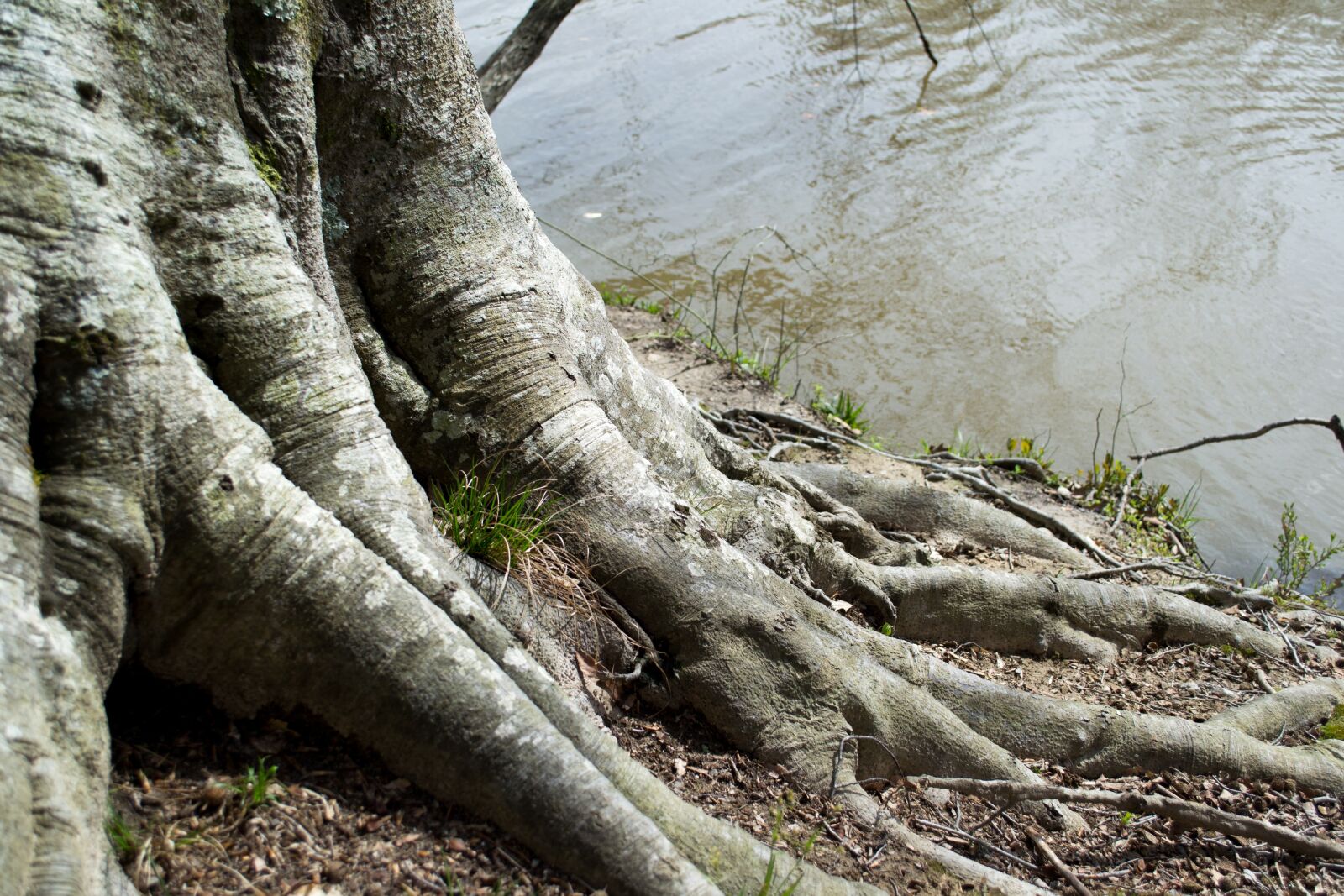 Nikon D3100 sample photo. Tree, water, root photography
