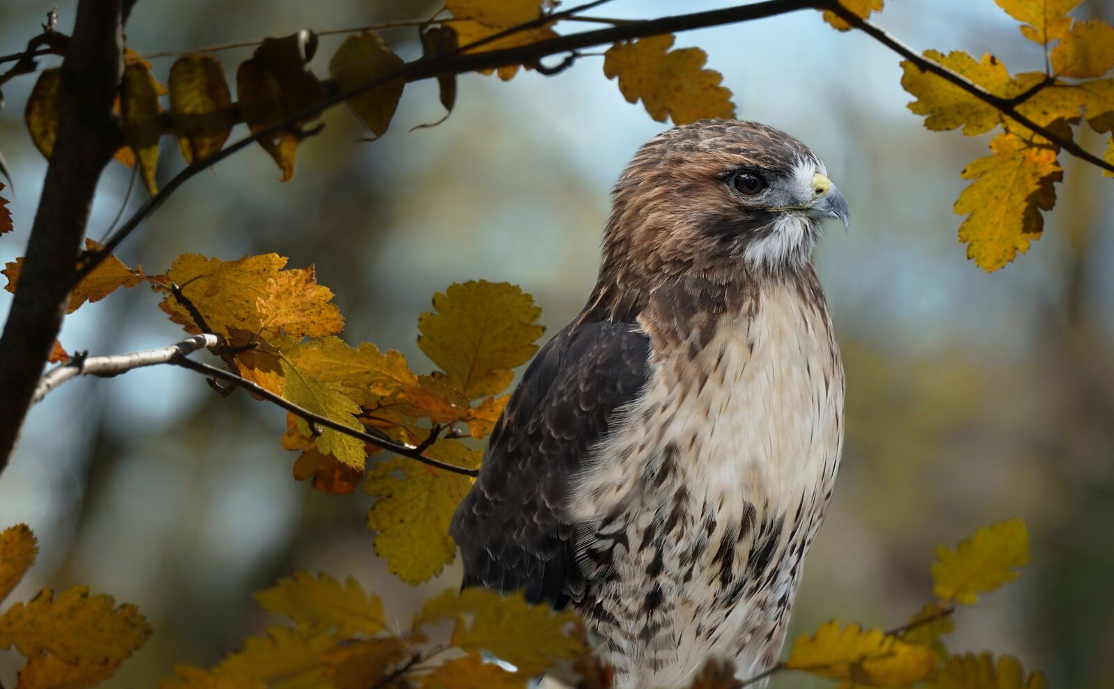 Sony a6300 sample photo. Red tailed hawk, hawk photography