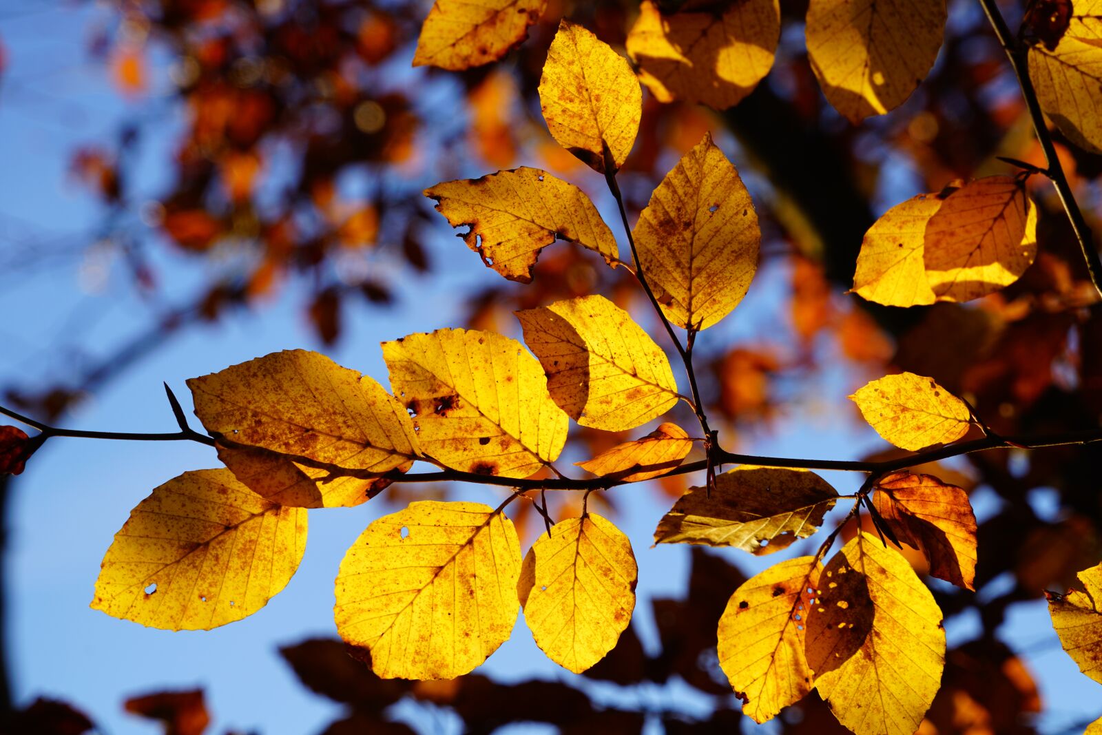 Sony a7R II + Sony FE 24-240mm F3.5-6.3 OSS sample photo. Beech leaves, branch, beech photography