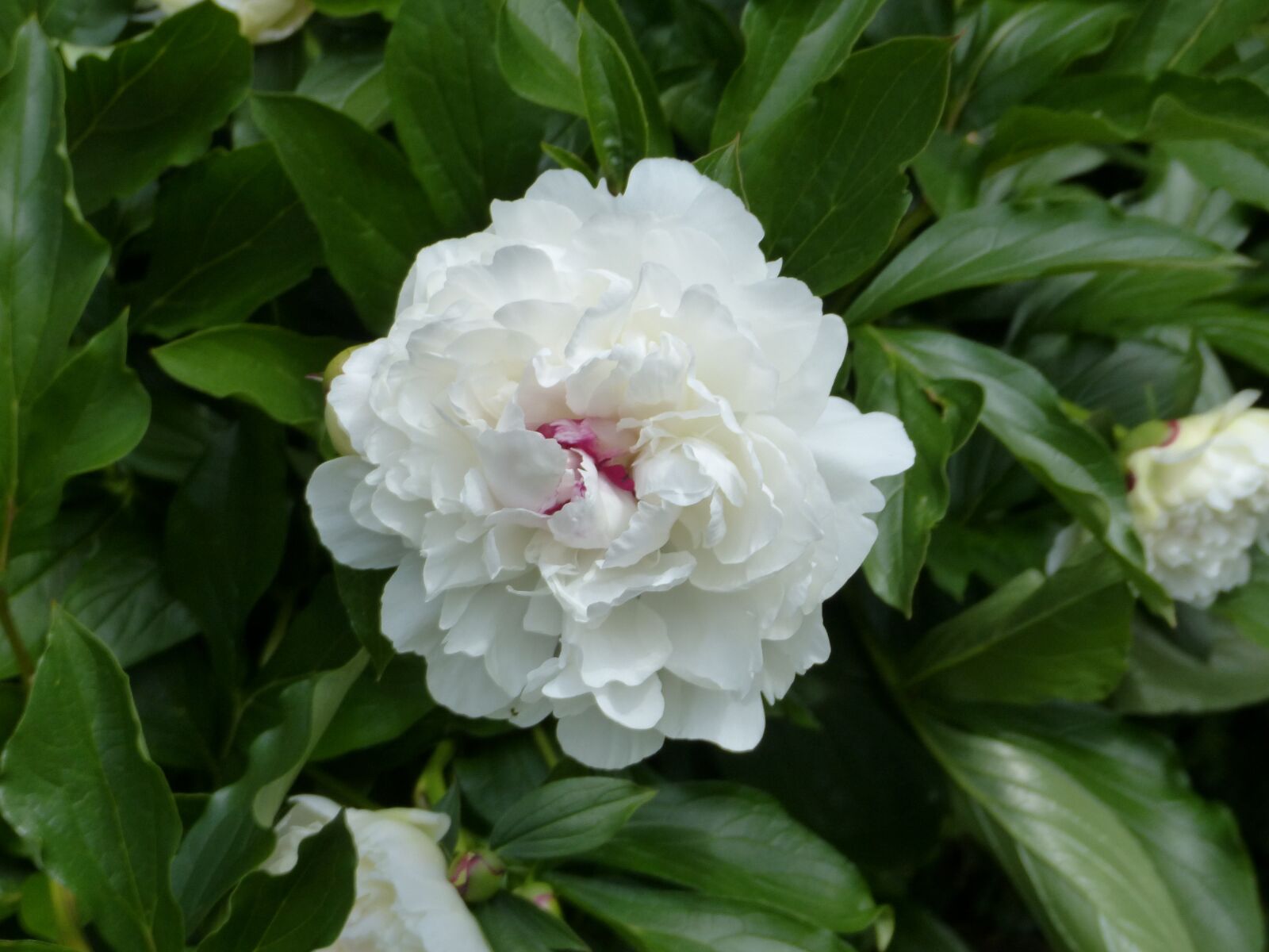 Panasonic Lumix DMC-FZ200 sample photo. Peony, flower, blossom photography