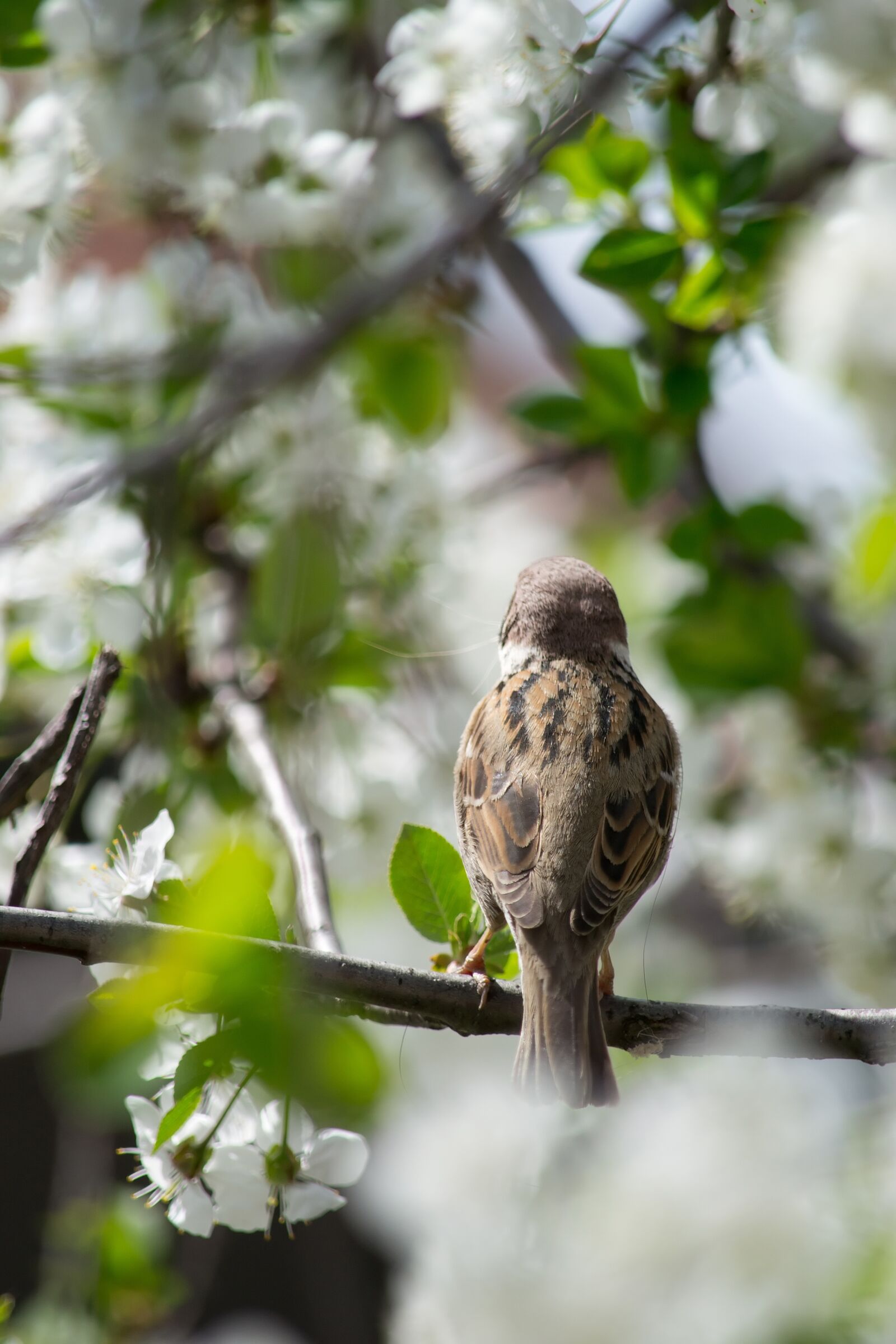 Nikon D3100 sample photo. Sparrow, bird, spring photography