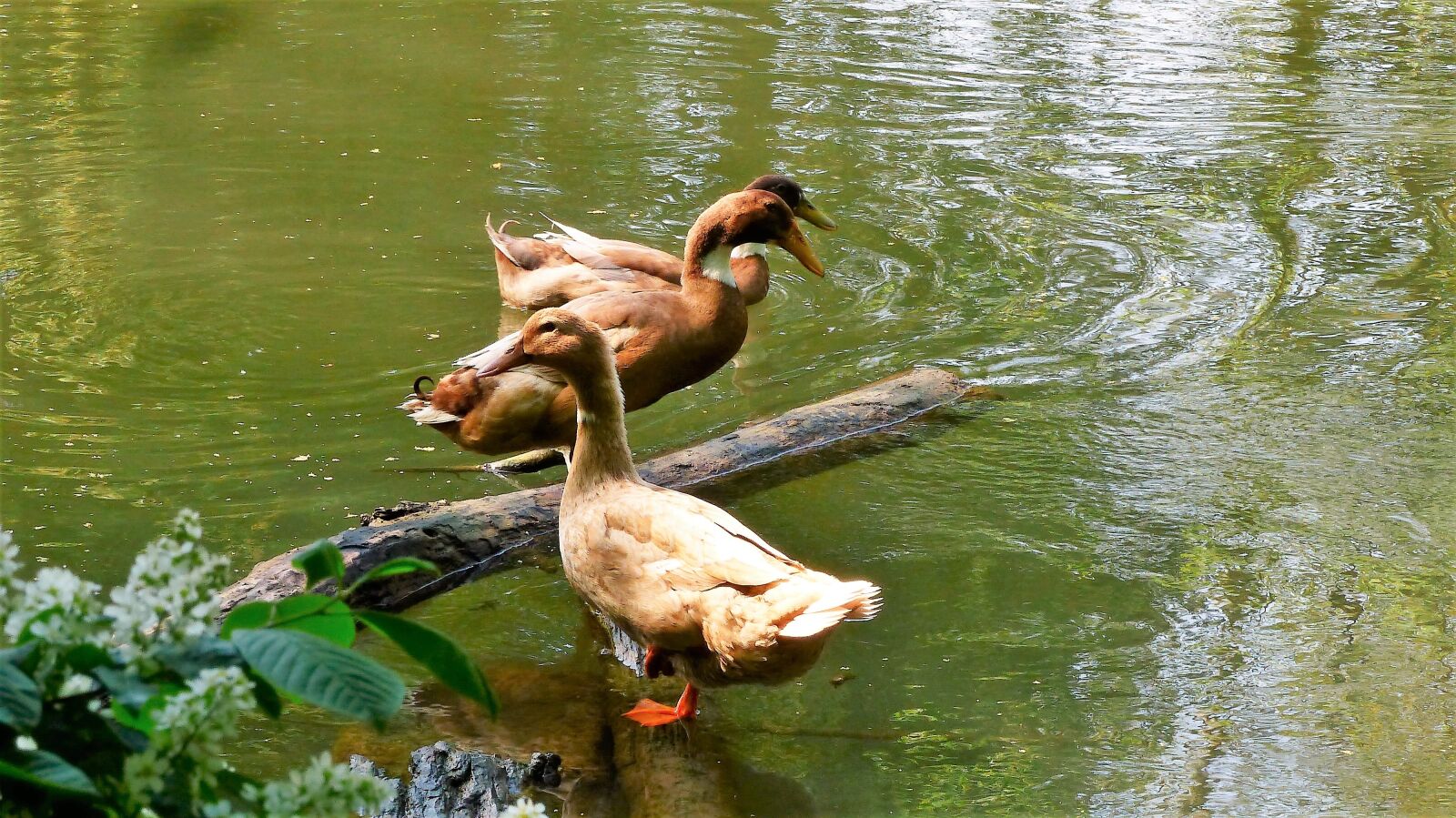Panasonic Lumix DMC-FZ200 sample photo. Ducks, mare, body of photography