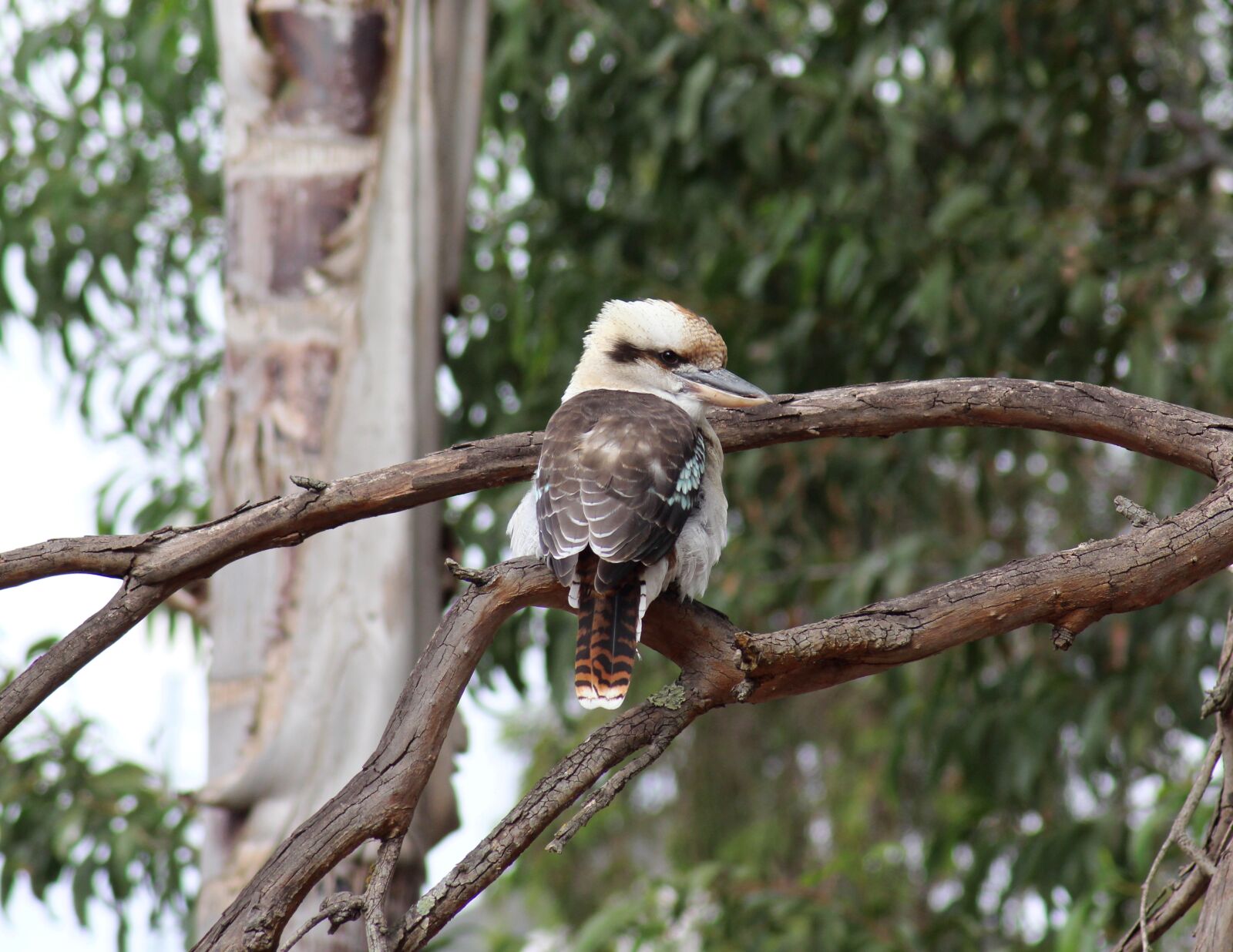 Canon EOS 700D (EOS Rebel T5i / EOS Kiss X7i) sample photo. Laughing kookaburra, kingfisher, australian photography