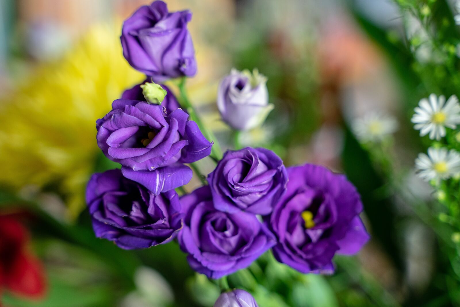 Sony a7 II sample photo. Rose, purple, flowers photography