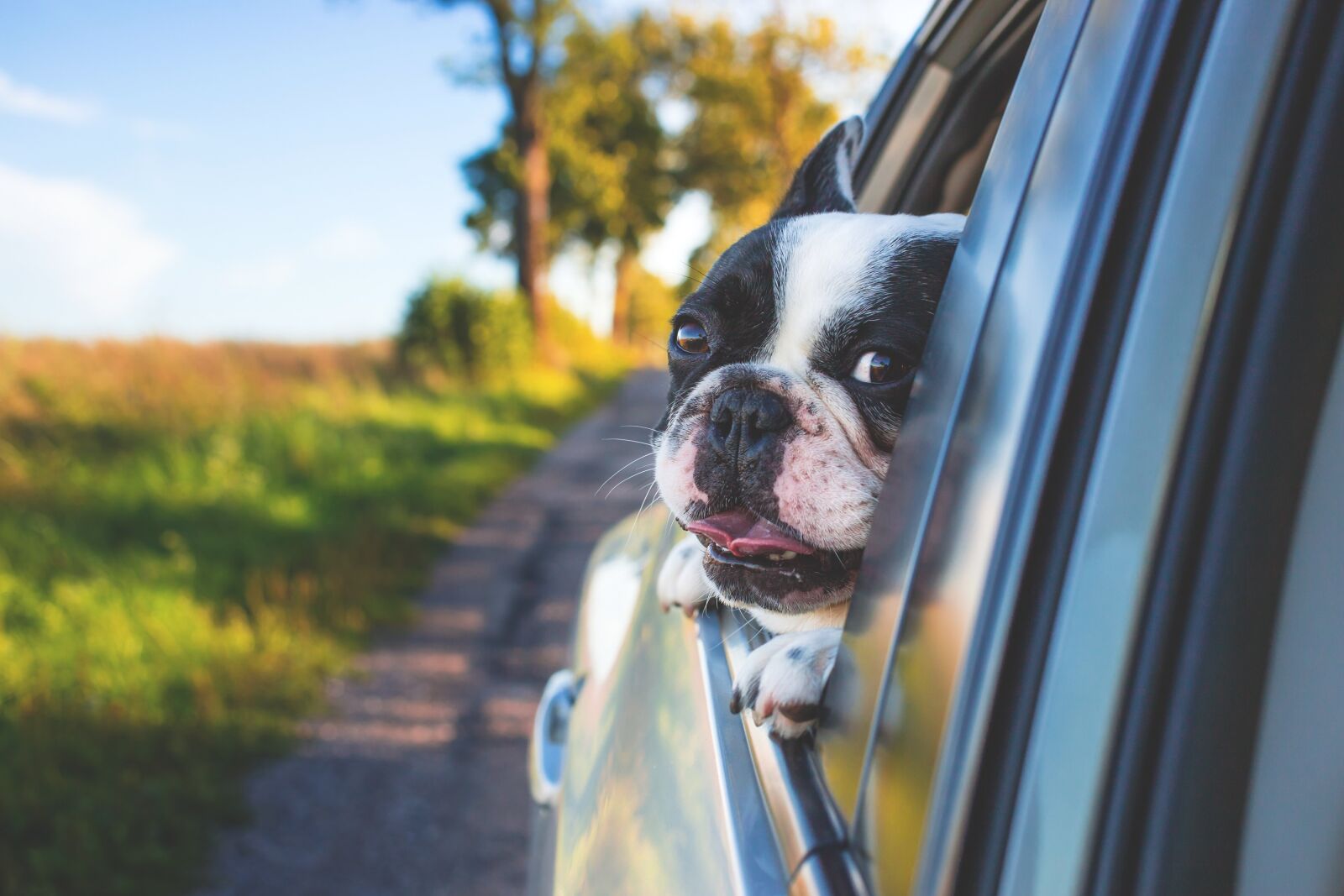 Canon EOS 6D + Canon EF 40mm F2.8 STM sample photo. Adorable, animal, canine photography