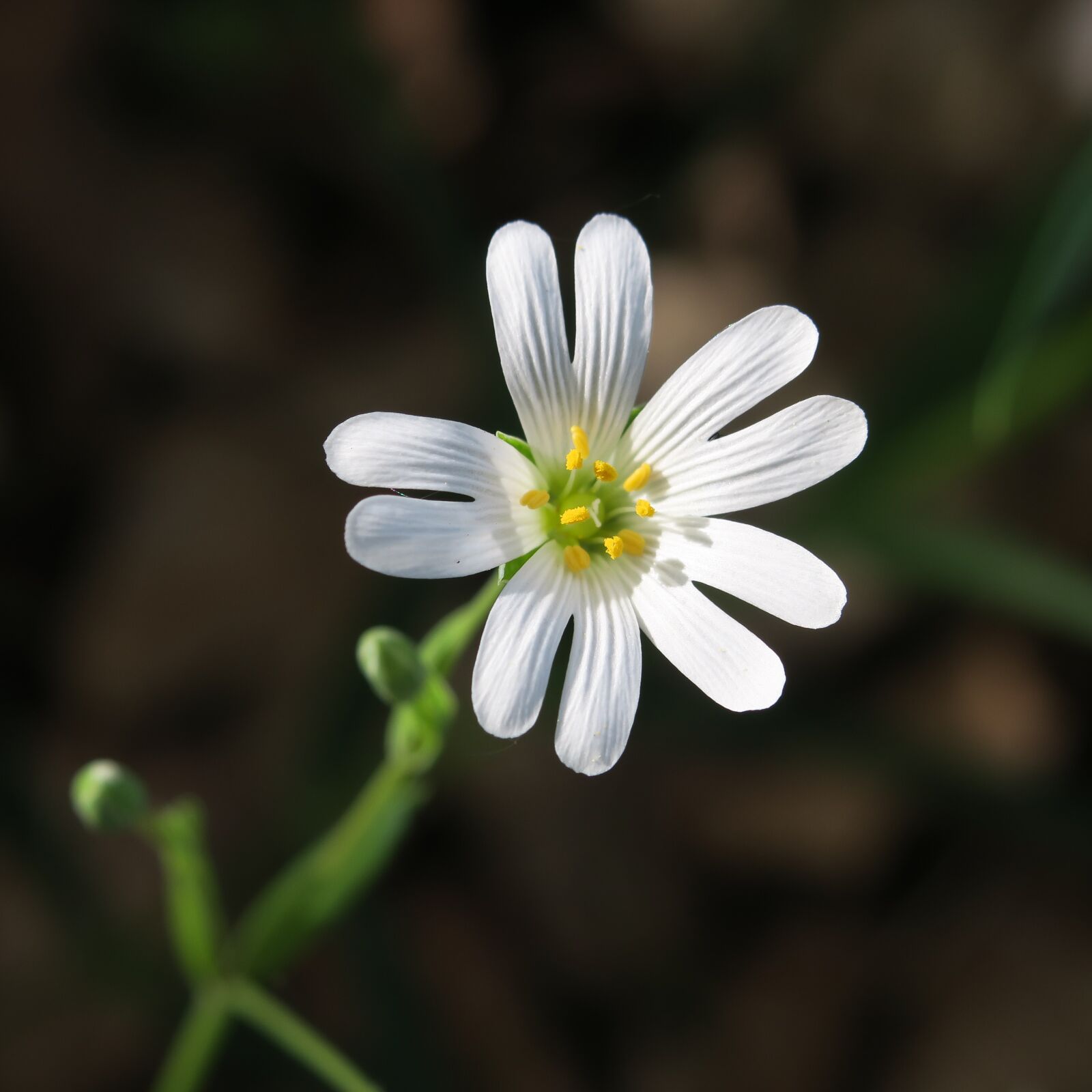 Canon PowerShot G3 X sample photo. Chickweed, blossom, bloom photography