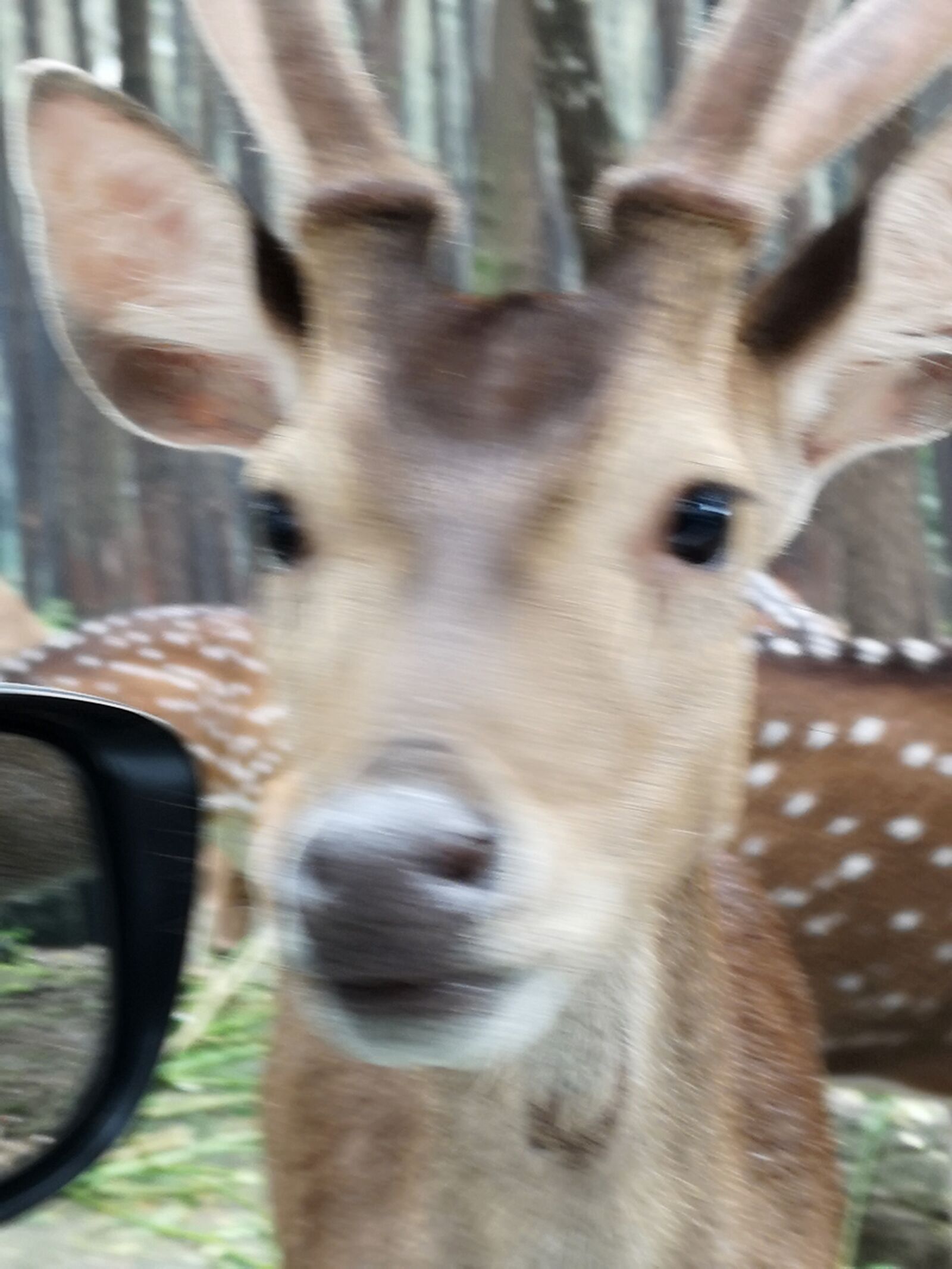 HUAWEI CLT-L29 sample photo. Kijang, deer, safari photography