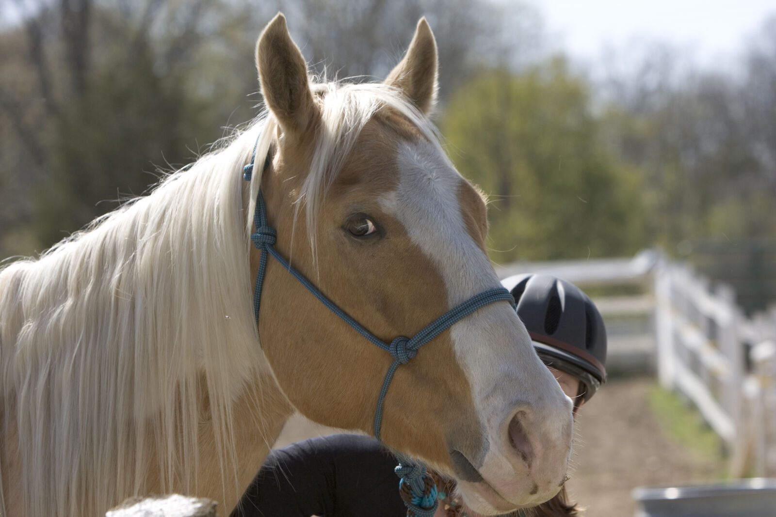 Canon EOS 40D sample photo. Horse photography