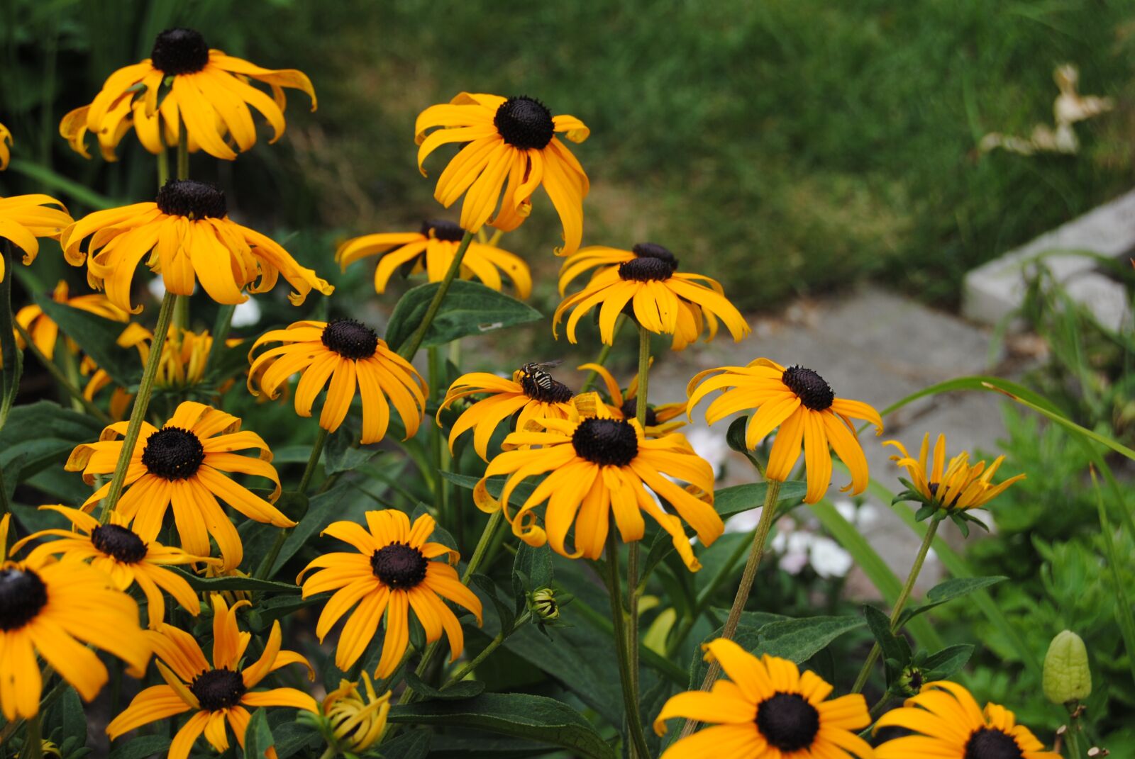 Nikon D3000 sample photo. Yellow, flowers, poppy photography