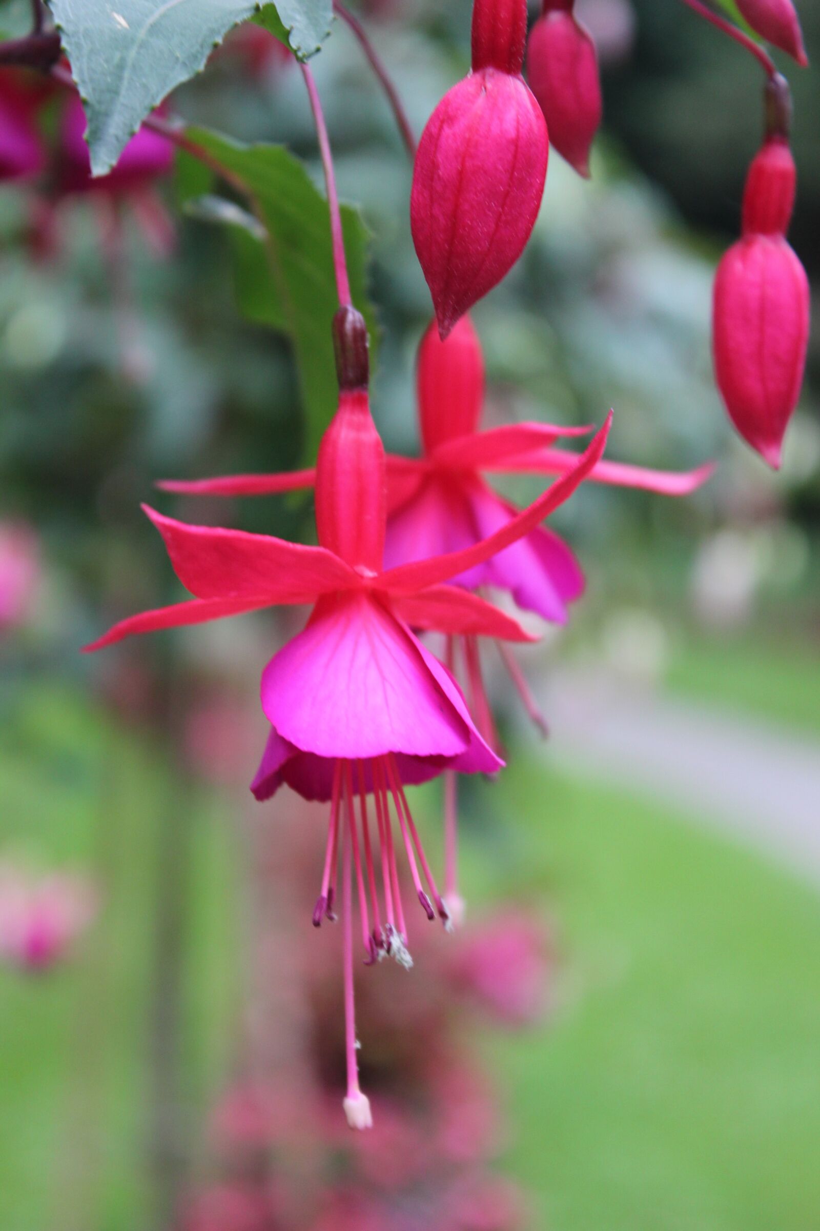 Canon EOS 550D (EOS Rebel T2i / EOS Kiss X4) sample photo. Fuchsia, blossom, bloom photography