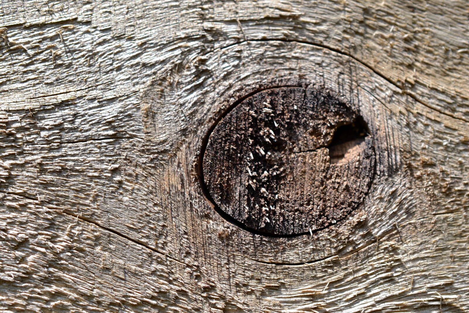 Nikon AF-S DX Micro Nikkor 40mm F2.8 sample photo. Wood knot, hardwood, oak photography